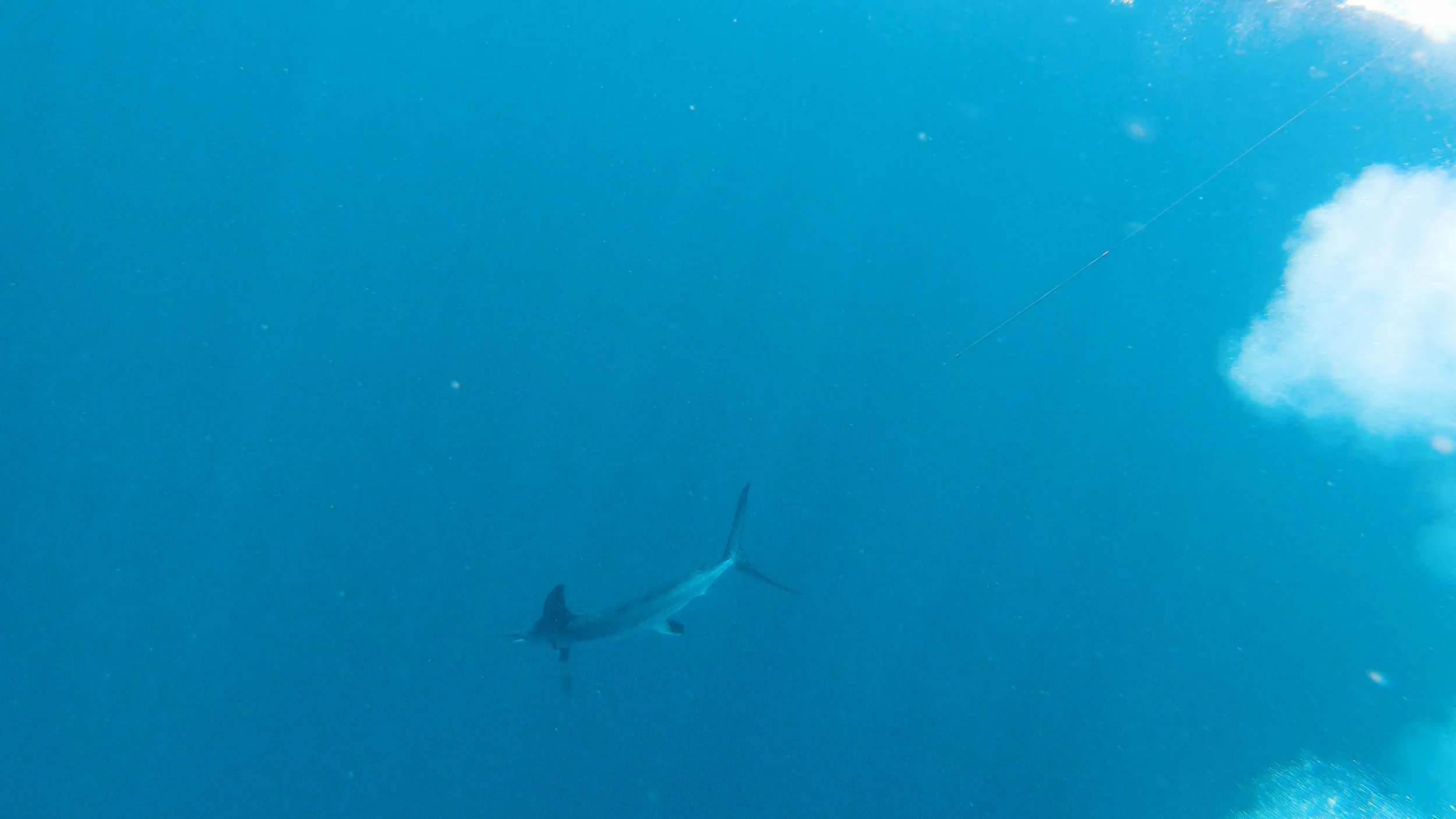 WHITE_5_(Jack) 07-28-19_00018.jpg