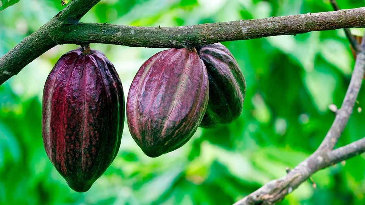 cacao-rama.jpg