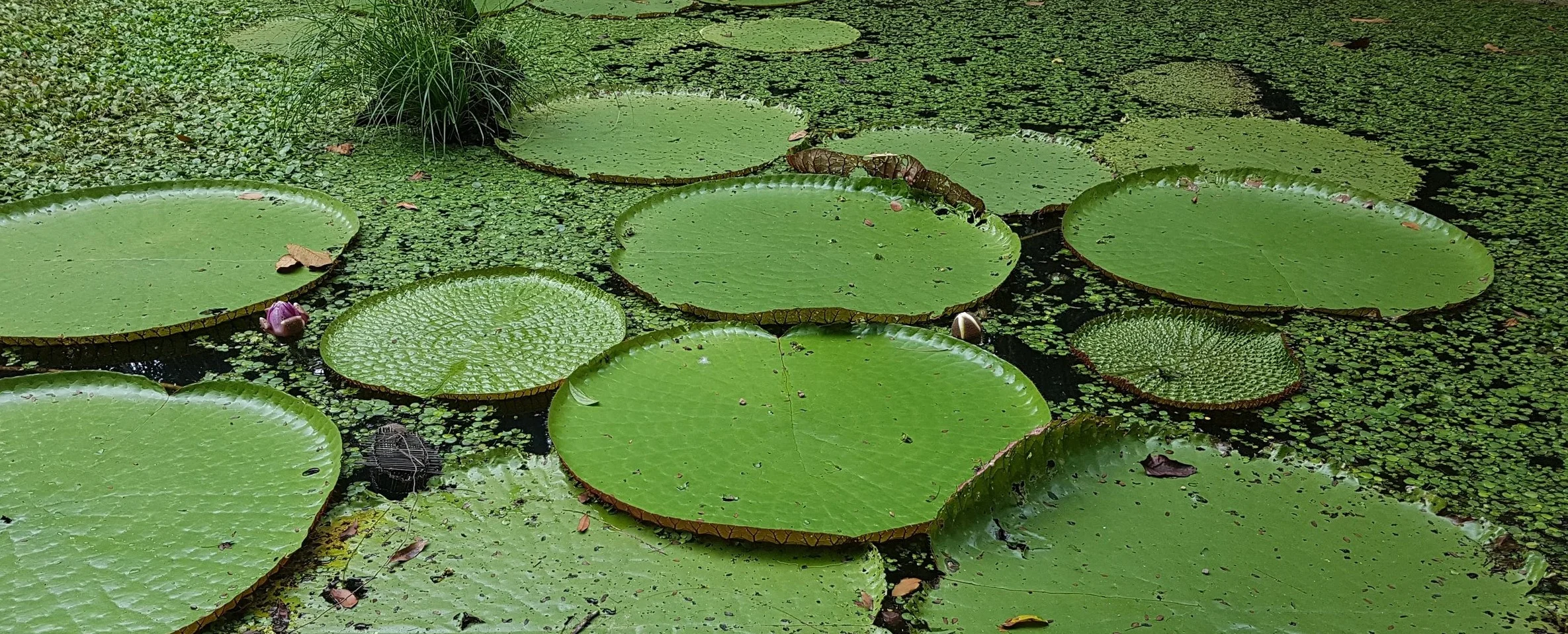 Vitória Regia, típica da Amazônia, em Manaus. Foto: Arquivo NESsT.