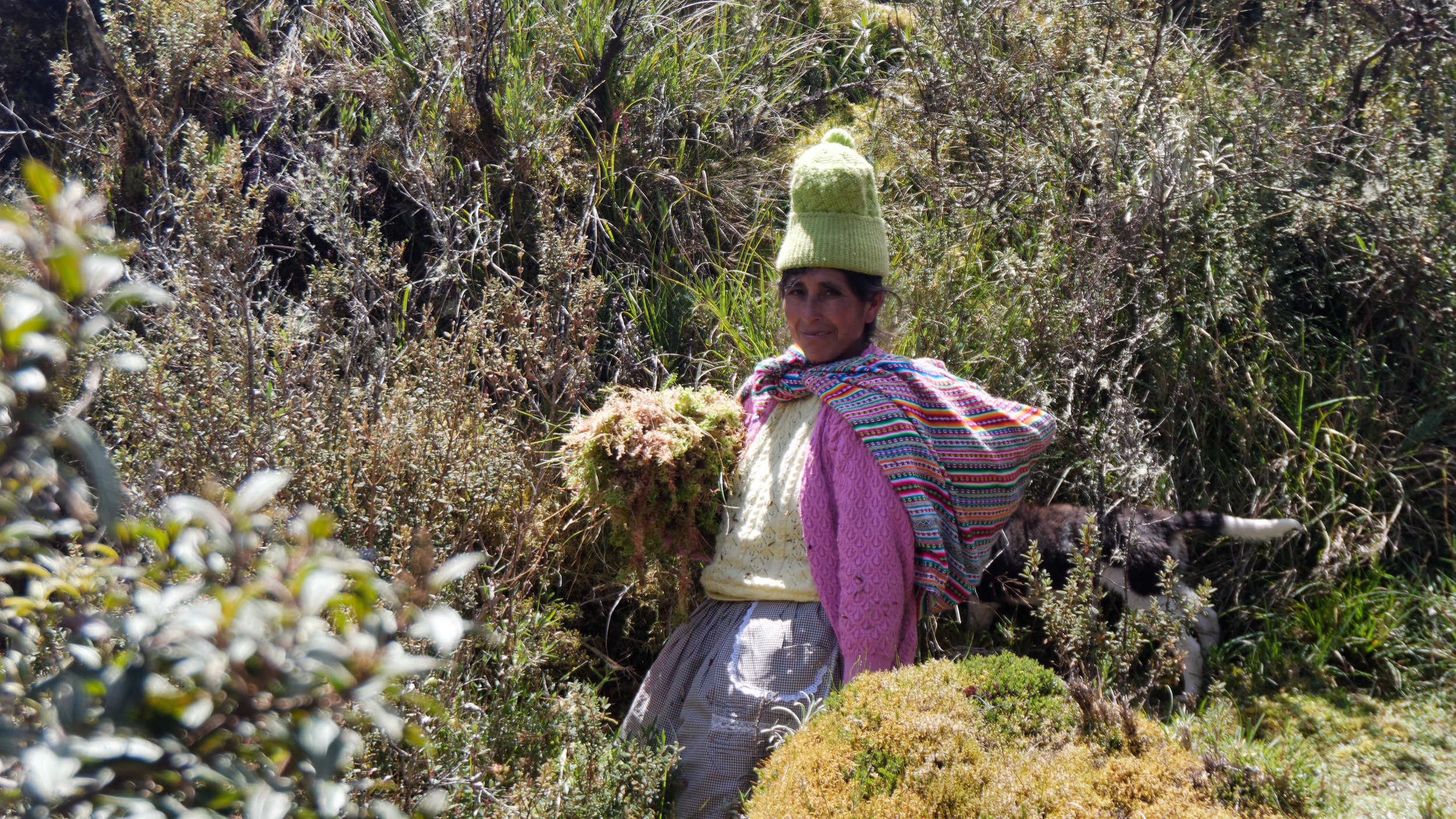 INKA MOSS  Farmers use solar technology to grow moss, overcoming the challenges posed by climate and market prices for more traditional products.