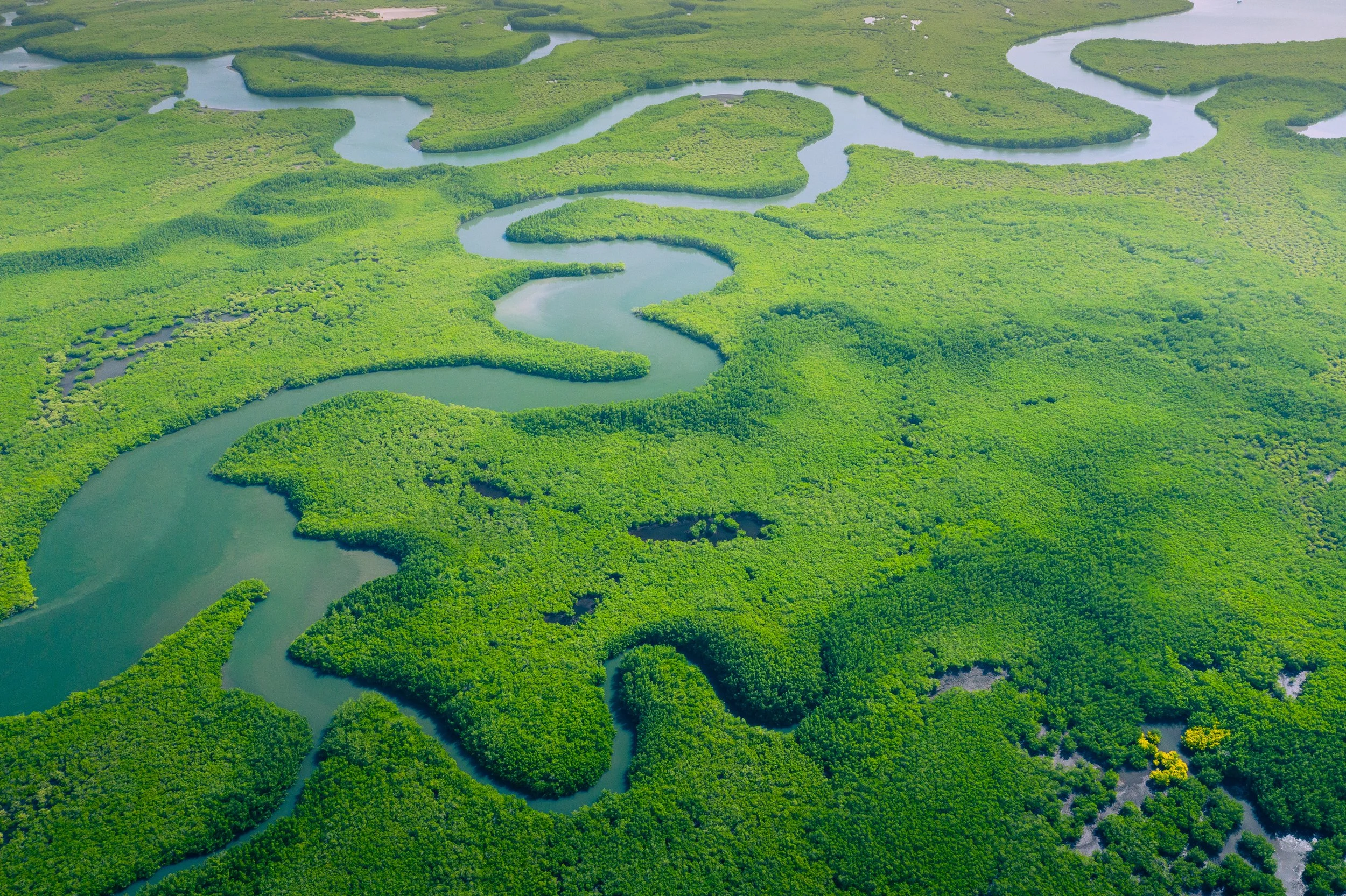 NESsT Anuncia asociaciones de investigación con la Fundación Mott y el IDRC para estudiar la bioeconomía amazónica y generar impacto social y económico frente al cambio climático