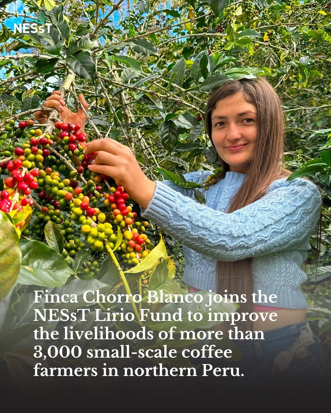 Finca Chorro Blanco, a family-owned coffee processing company, joins the NESST Lirio Fund to support the livelihoods of more than 3,000 small-scale producers across Cajamarca and Amazonas, in northern Peru!

Today, Finca Chorro Blanco @fincachorrobla