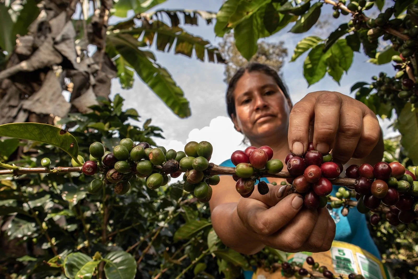 The NESsT Lirio Fund Disburses Over $20 Million USD, Improving Livelihoods and Protecting the Environment Across Brazil, Colombia, and Peru 