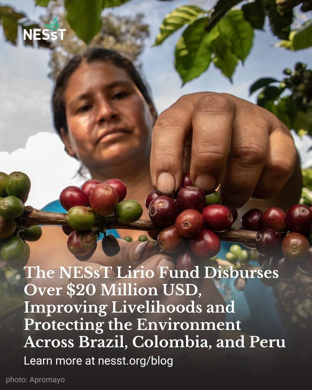 The NESsT Lirio Fund Disburses $20M USD, Improving Livelihoods and Protecting the Environment 💫 🌳 

Since its first investment in 2019, the NESsT Lirio Fund has been investing in small and medium-sized enterprises that improve livelihoods and promo