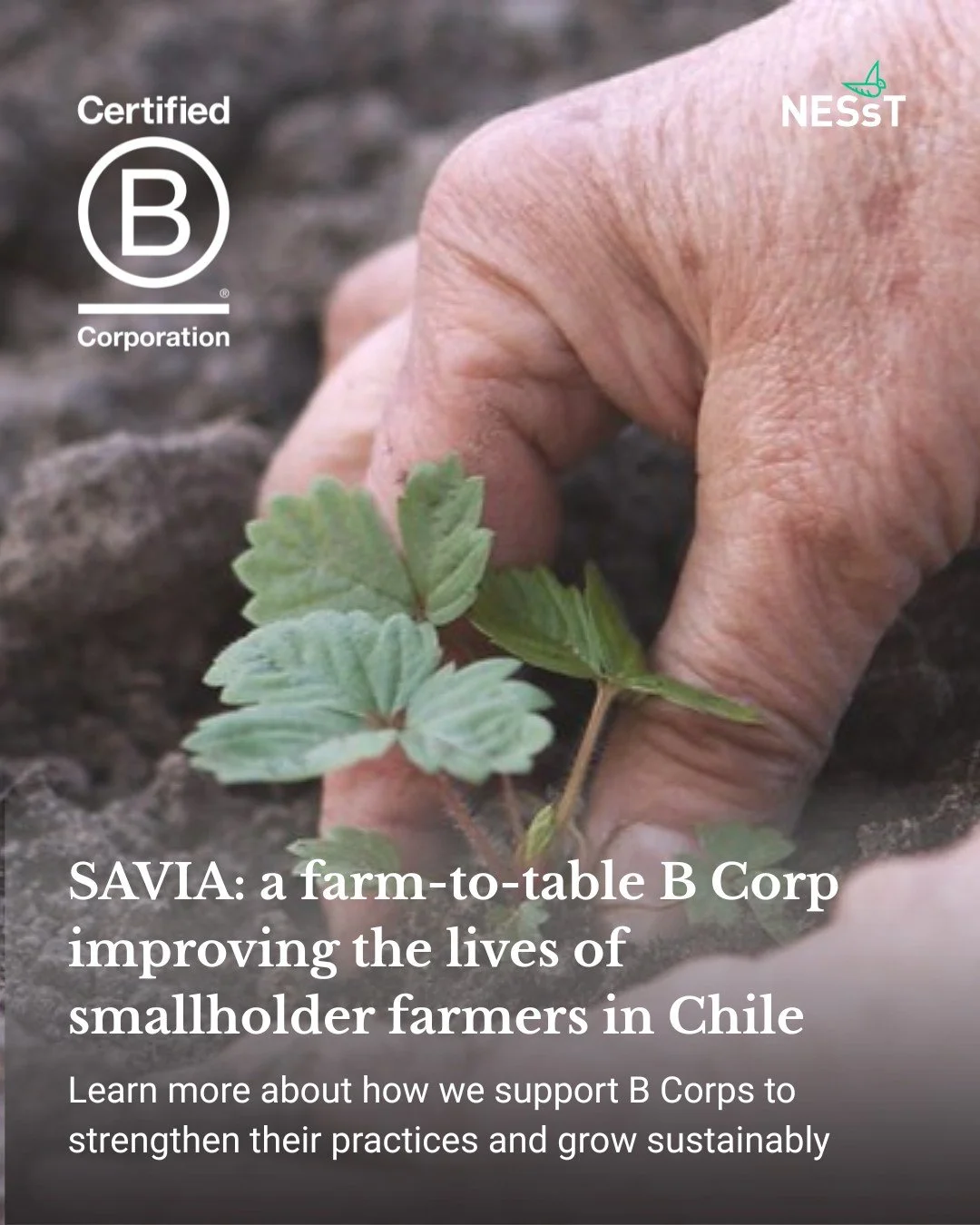 Martie este luna B Corp 🌿 

Știați că unele dintre întreprinderile sociale din portofoliul NESsTurmăresc, de asemenea, obținerea certificării B Corp ca un nivel suplimentar de măsurare și gestionare a impactului? 

Vă prezentăm Savia (@saviamercado), o întreprindere care promovează conceptul „de la fermă la masă”
