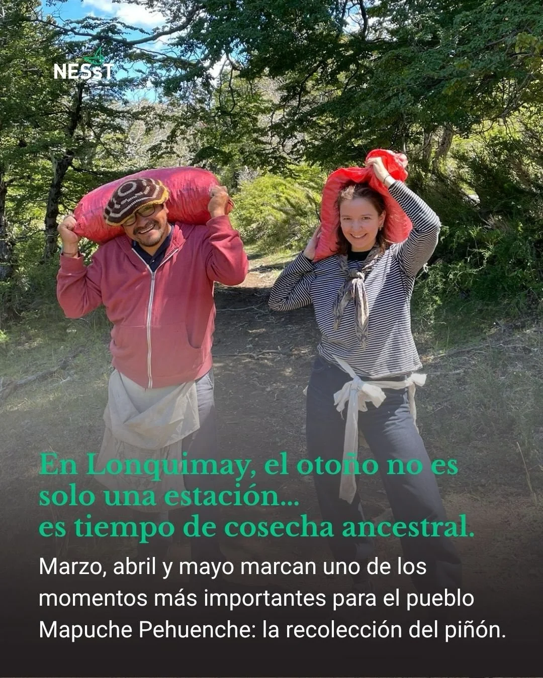 En el sur de Chile, el pi&ntilde;&oacute;n no solo alimenta: conecta cultura, territorio y oportunidades 🌿

Wen Kimey, parte del portafolio de NESsT Chile, est&aacute; transformando la recolecci&oacute;n ancestral en desarrollo local, trabajando jun