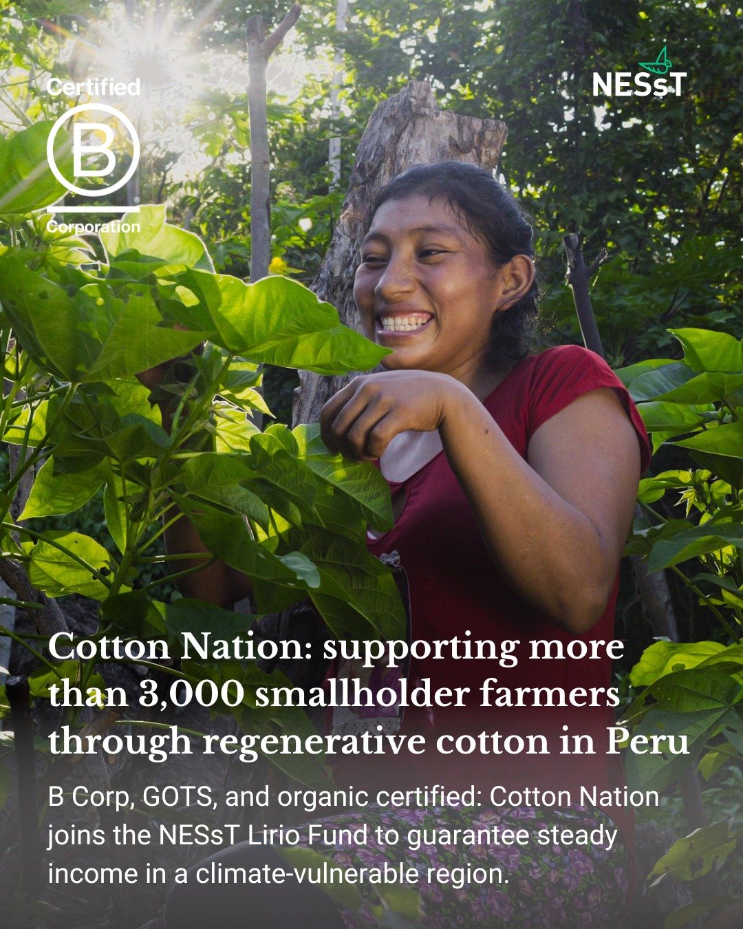 As we round up B Corp Month, we&rsquo;re spotlighting @cottonnation.pe , one of the newest companies to join the NESsT Lirio Fund. 

Cotton Nation is the largest producer of Regenerative Amazonian Cotton (RAC) in Peru and a certified #BCorp, working 