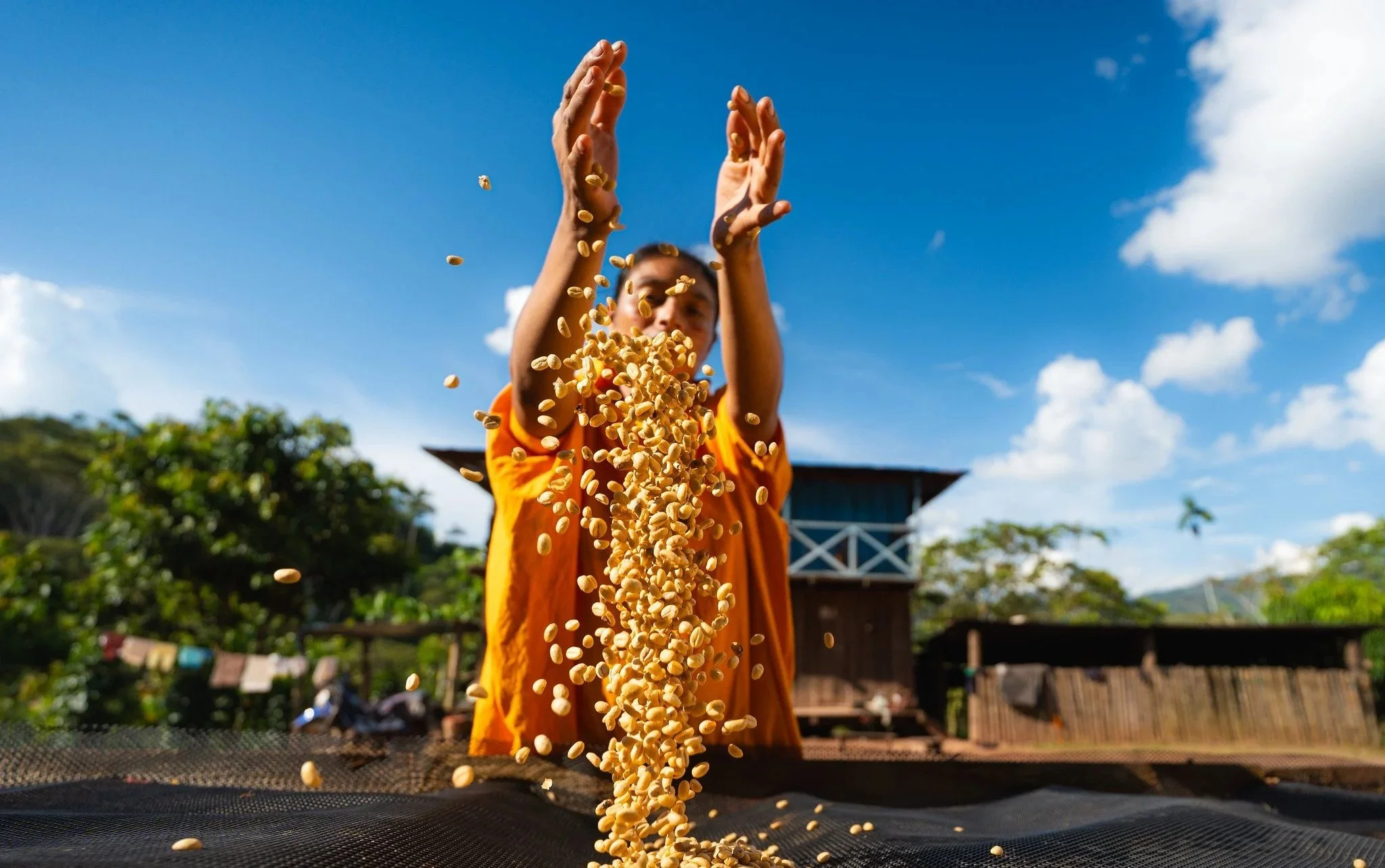 Indigenous-led Enterprises: Seeds of a Sustainable Amazonian Economy 