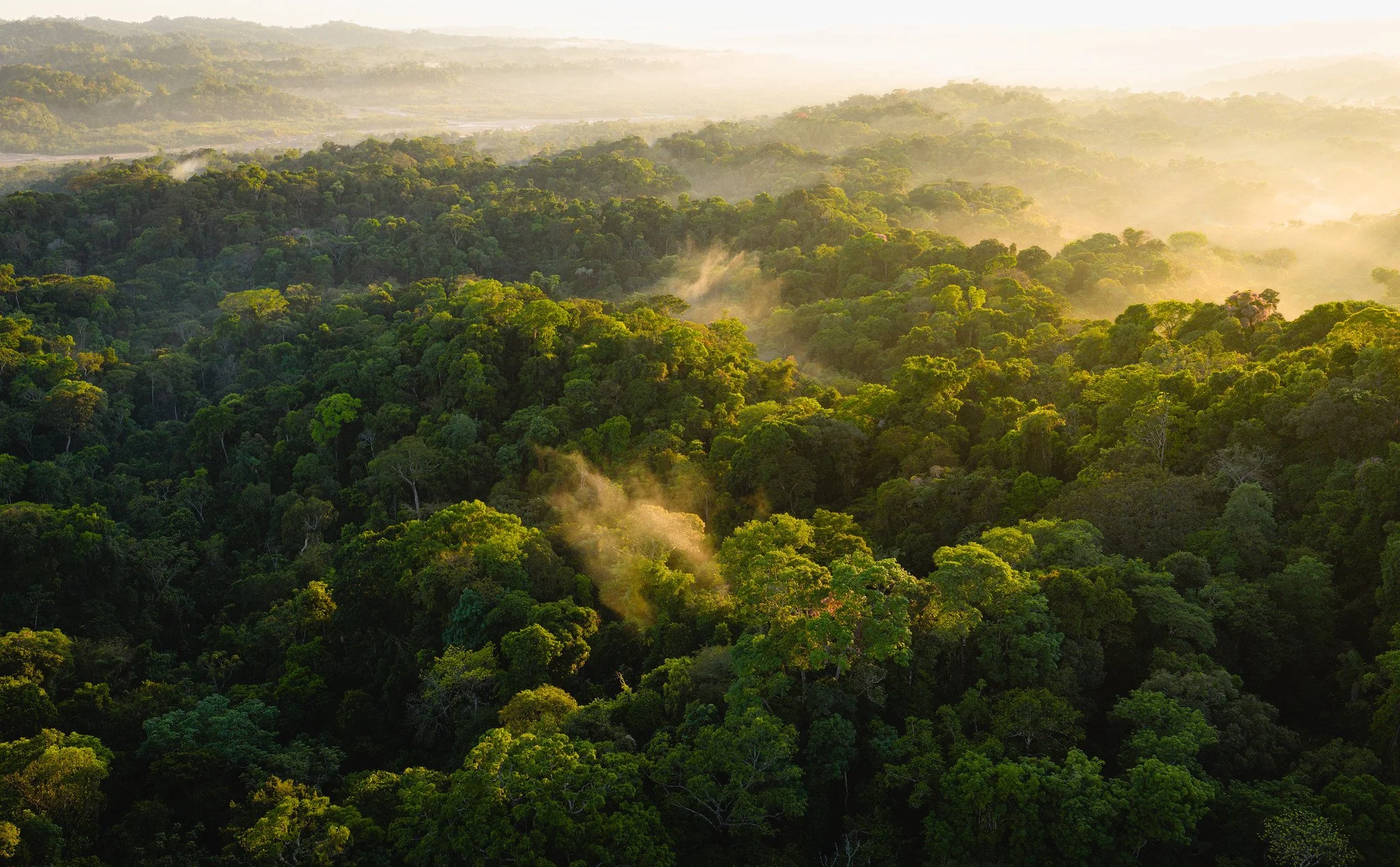 NESsT en LARIS 2026: La regeneración es mucho más que resultados ambientales