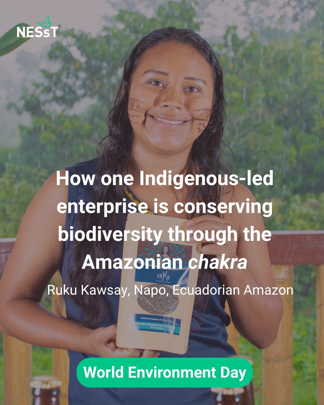 Indigenous-led enterprises in the Amazon are building livelihoods in ways that sustain the forest, drawing on knowledge that has guided life in relation to nature for generations. 

In the Ecuadorian Amazon, Kichwa-led organization Ruku Kawsay (@ruku