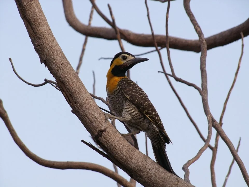 NESsT, IEB, and CEPF Launch Project to Strengthen the Socio-Bioeconomy in the Cerrado
