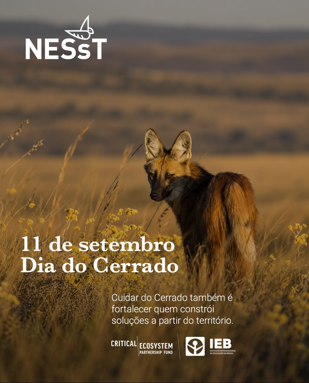 O Dia do Cerrado &eacute; uma oportunidade para lembrar por que conservar esse bioma tamb&eacute;m passa por fortalecer quem trabalha todos os dias em seus territ&oacute;rios.
&Eacute; essa vis&atilde;o que orienta o trabalho que NESsT e CEPF v&ecirc