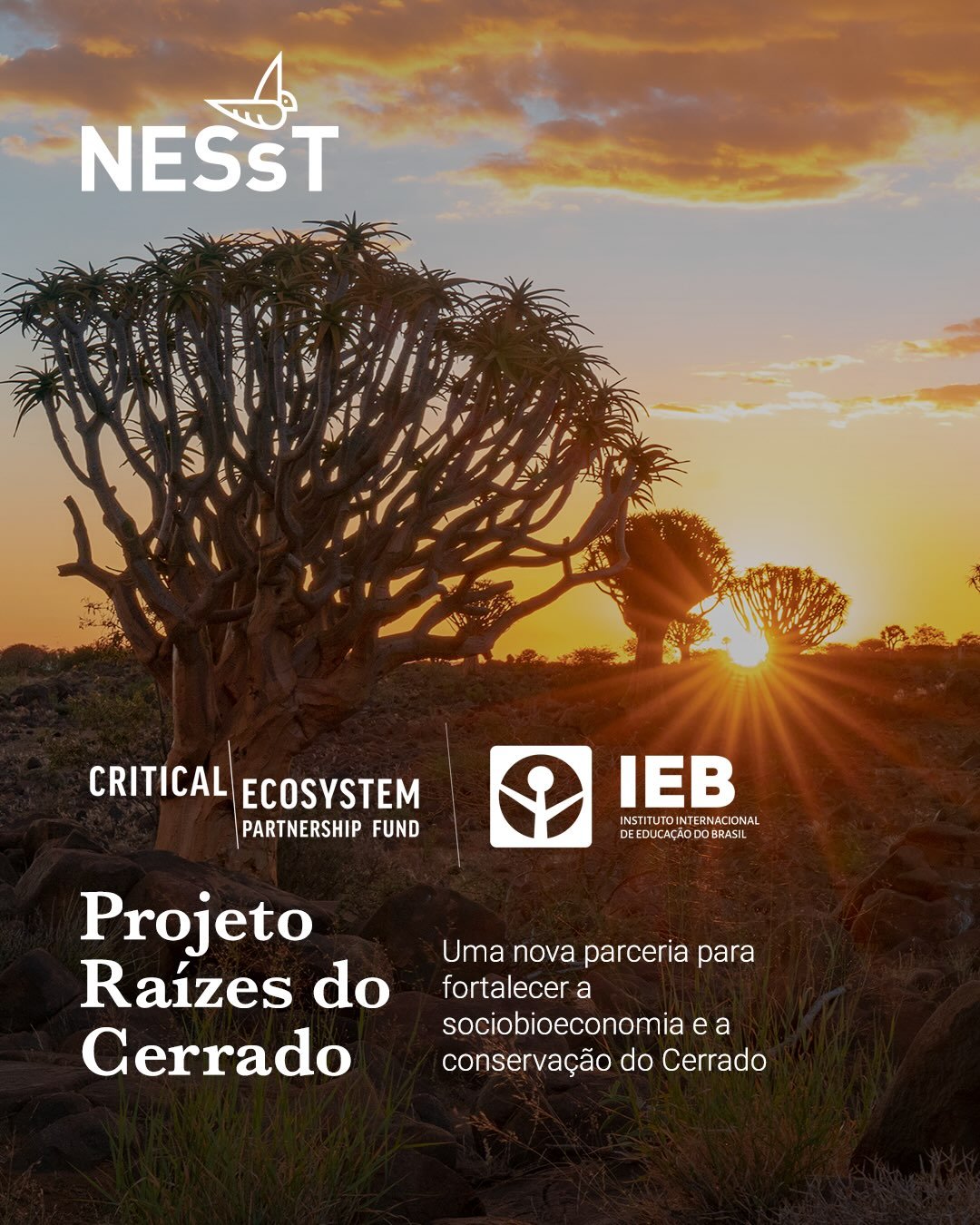 A NESsT, em parceria com o Instituto Internacional de Educa&ccedil;&atilde;o do Brasil - IEB e o Fundo de Parceria para Ecossistemas Cr&iacute;ticos (CEPF), inicia em agosto deste ano o projeto: Ra&iacute;zes do Cerrado: Fortalecendo a Sustentabilida