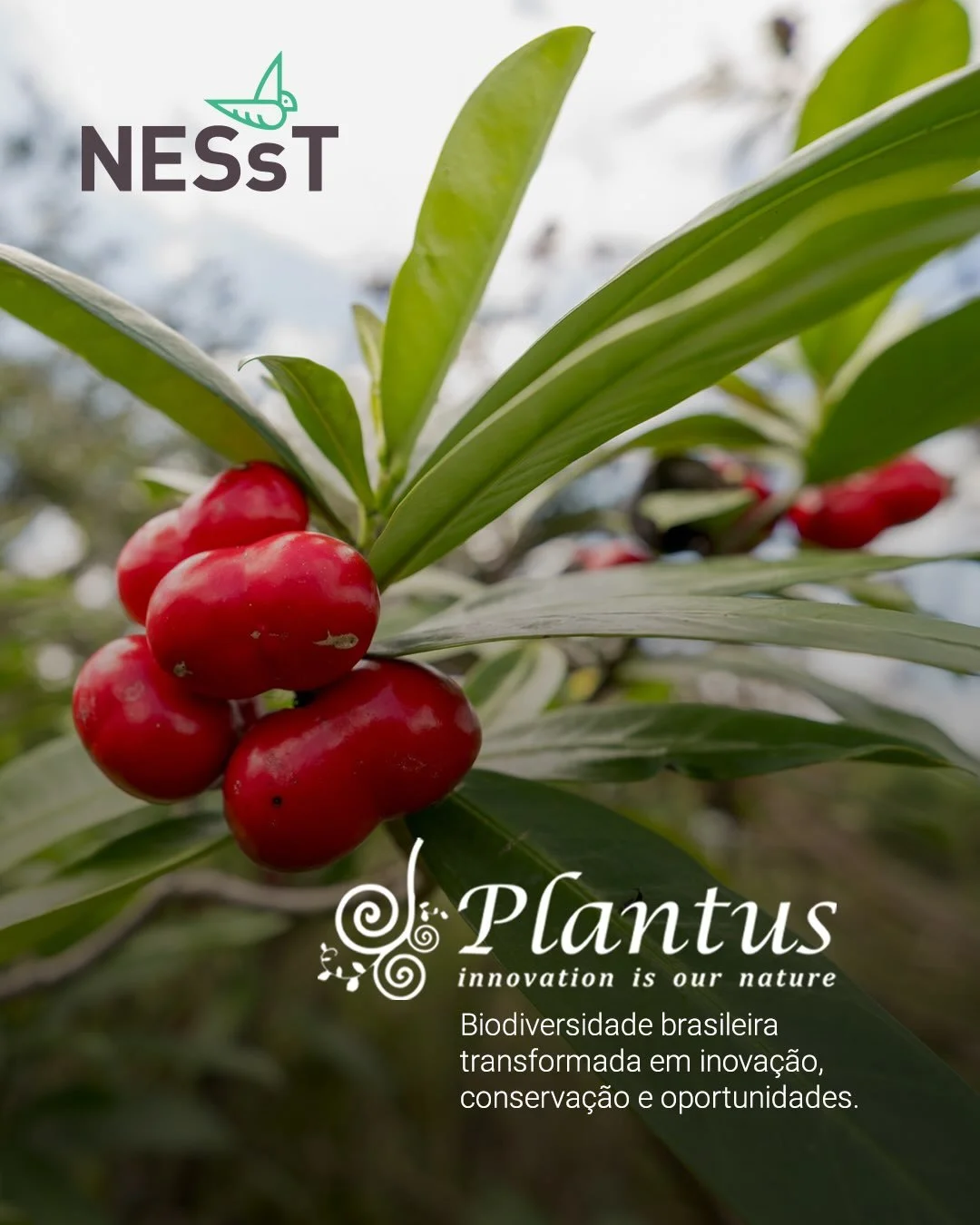 A biodiversidade pode gerar inova&ccedil;&atilde;o, renda e novas oportunidades sem perder sua conex&atilde;o com os territ&oacute;rios de onde vem.

&Eacute; esse caminho que a Plantus, empresa do portf&oacute;lio da NESsT, vem construindo desde 201