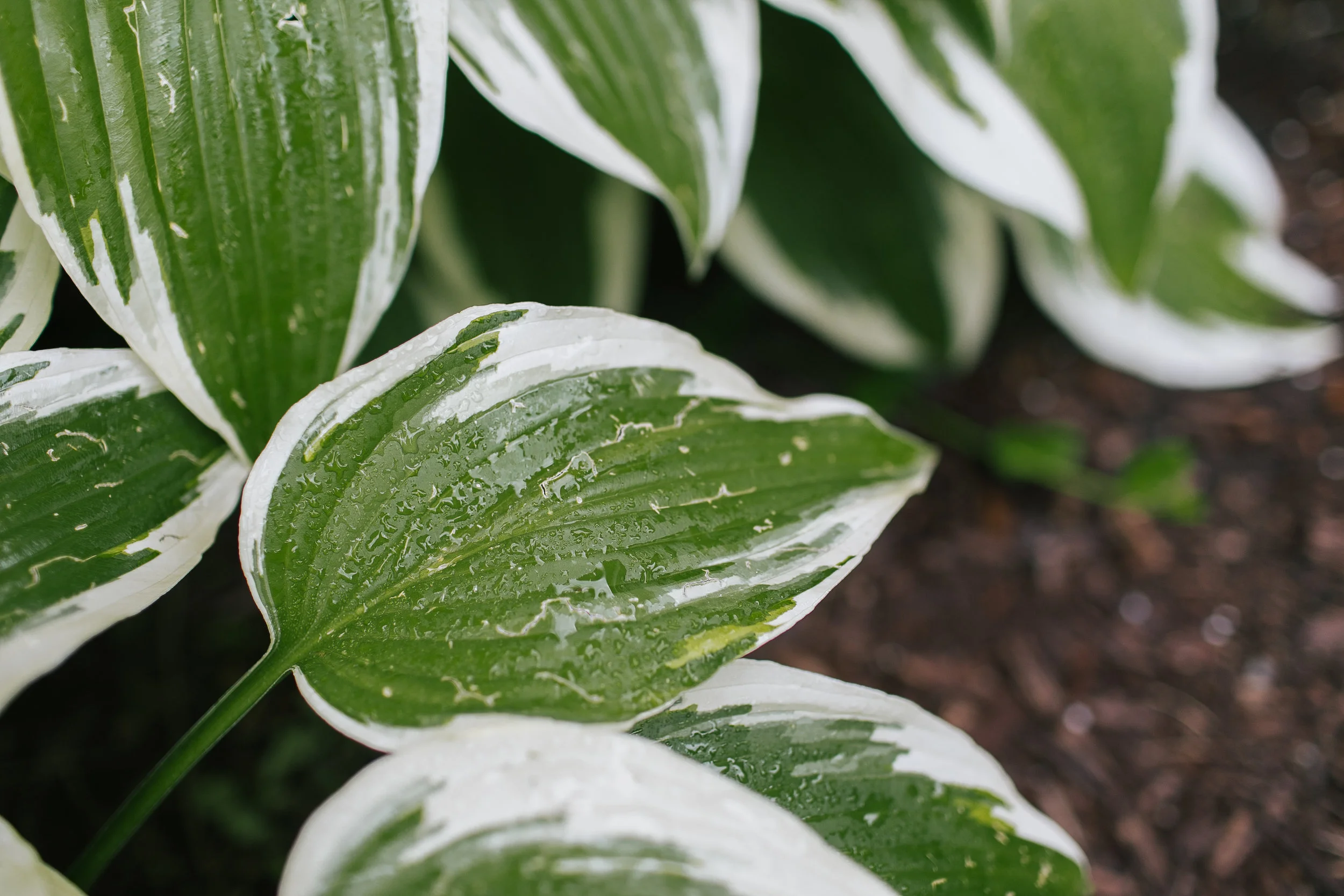 all-green-irrigation-017.JPG