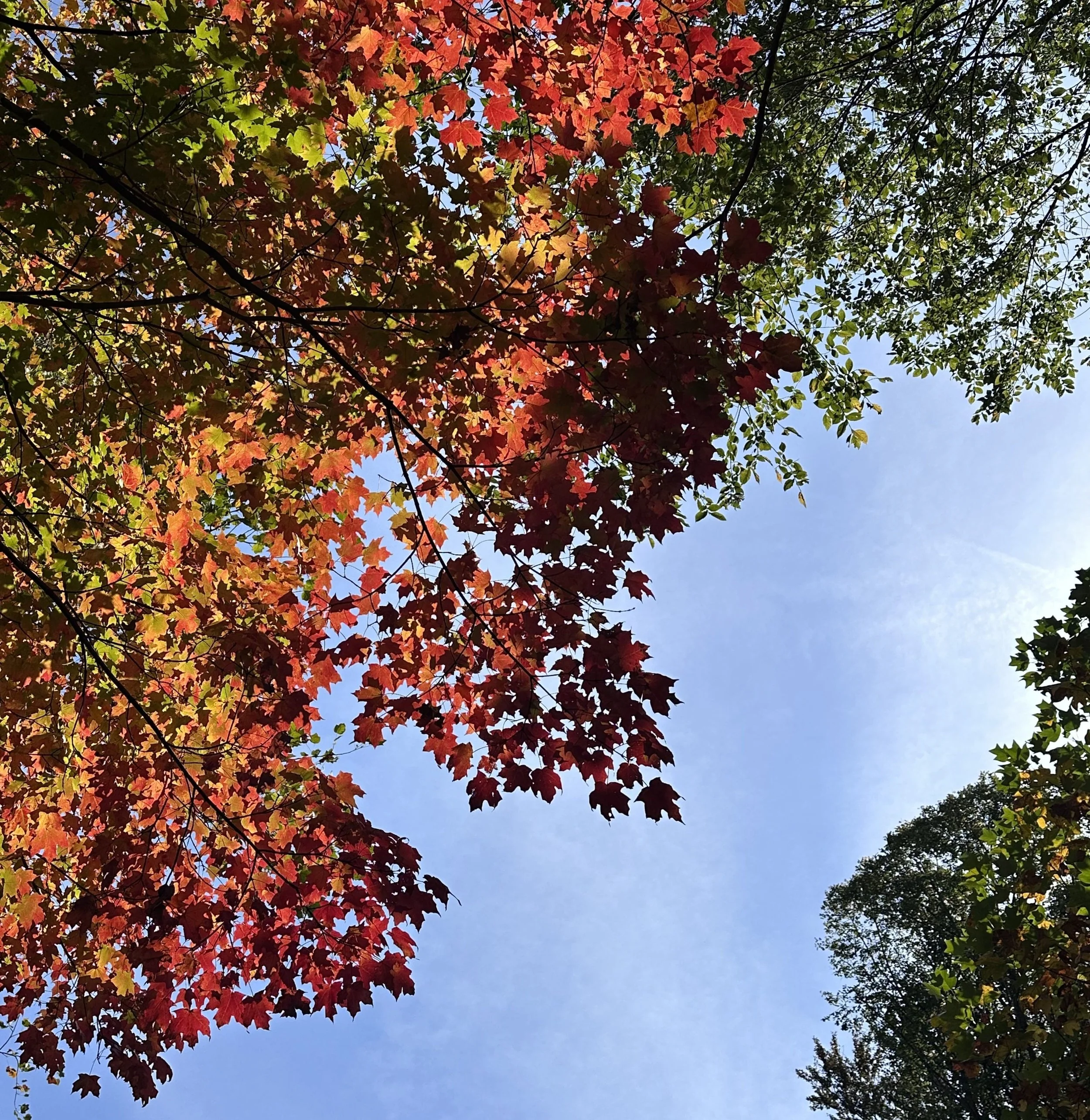 looking up at colorful warm leaves in autumn, blue sky above