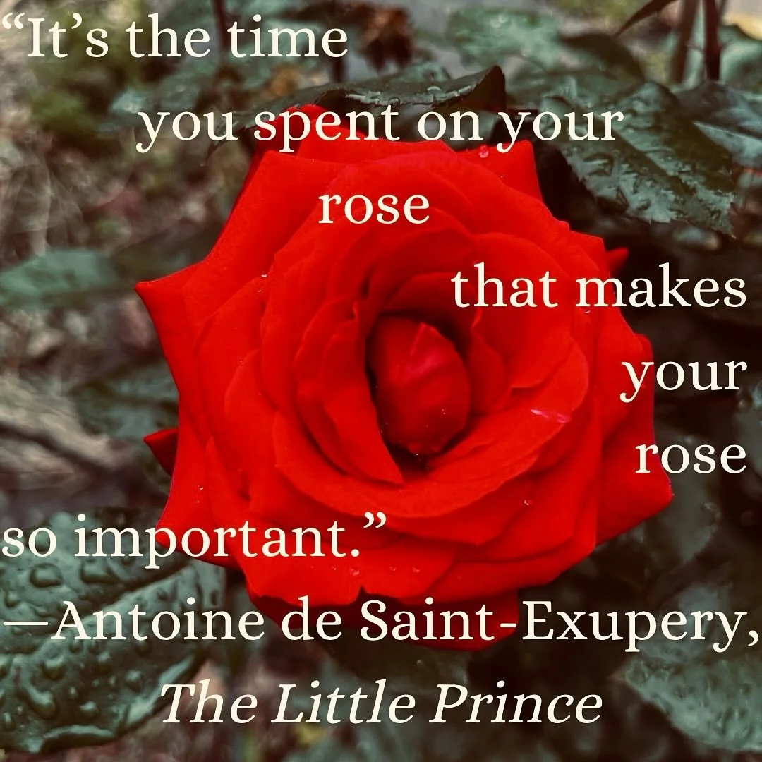 For you&hellip;A rose from my garden.🌹

Issue 4 of Through the Grating comes out this week. If you haven&rsquo;t subscribed yet, please do! (Link in bio) 😊

Through the Grating is a monthly newsletter for lovers of Gothic tales and old houses. In e