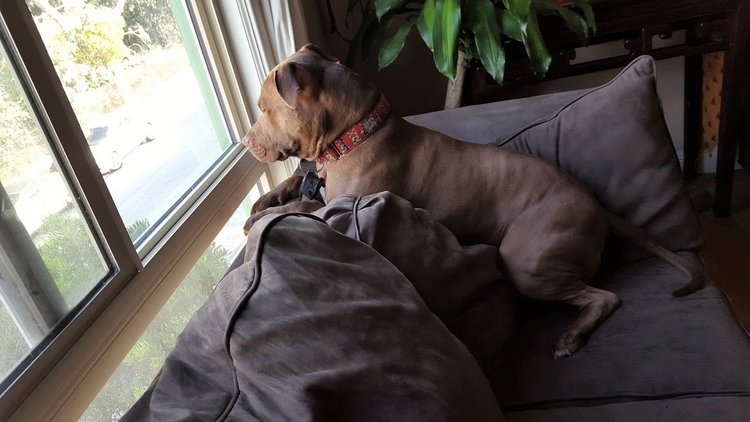 Micky in one of his favorite spots, resting on the sofa looking out the window.
