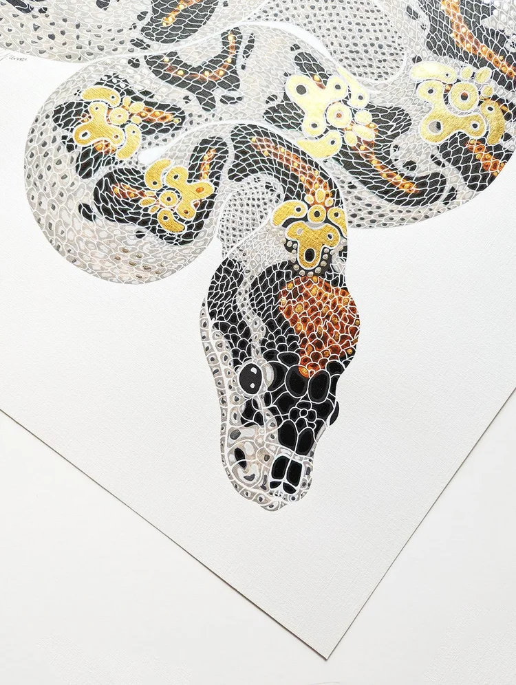 Ball Python Skeleton