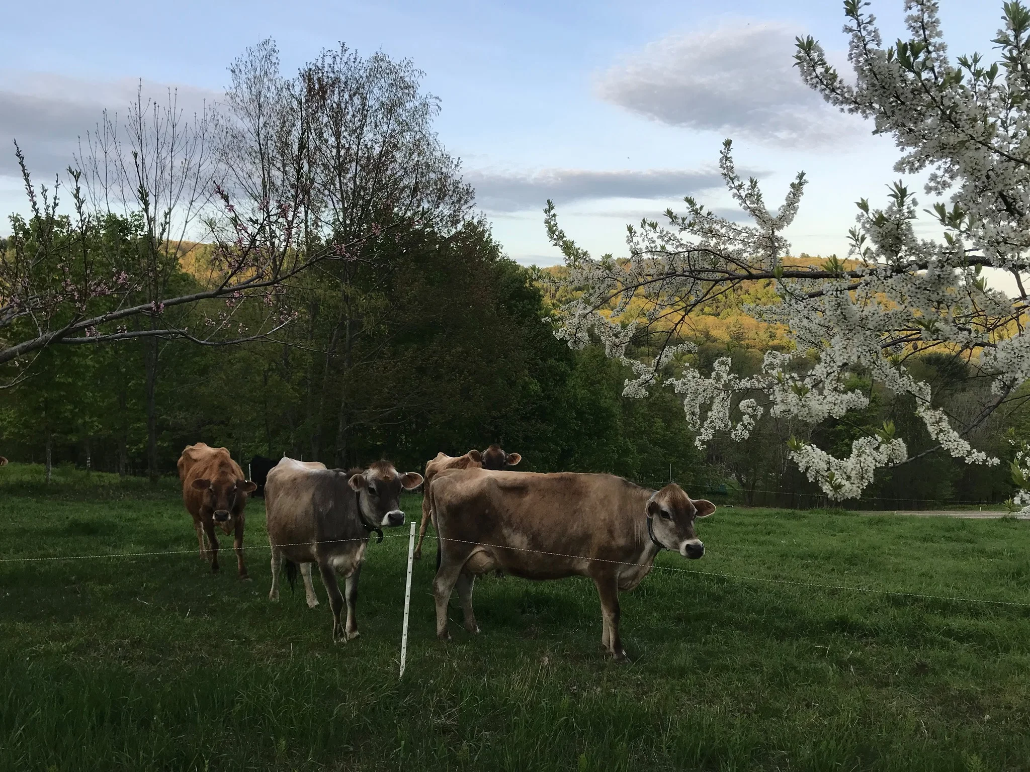 Open Farm Week Burger Night