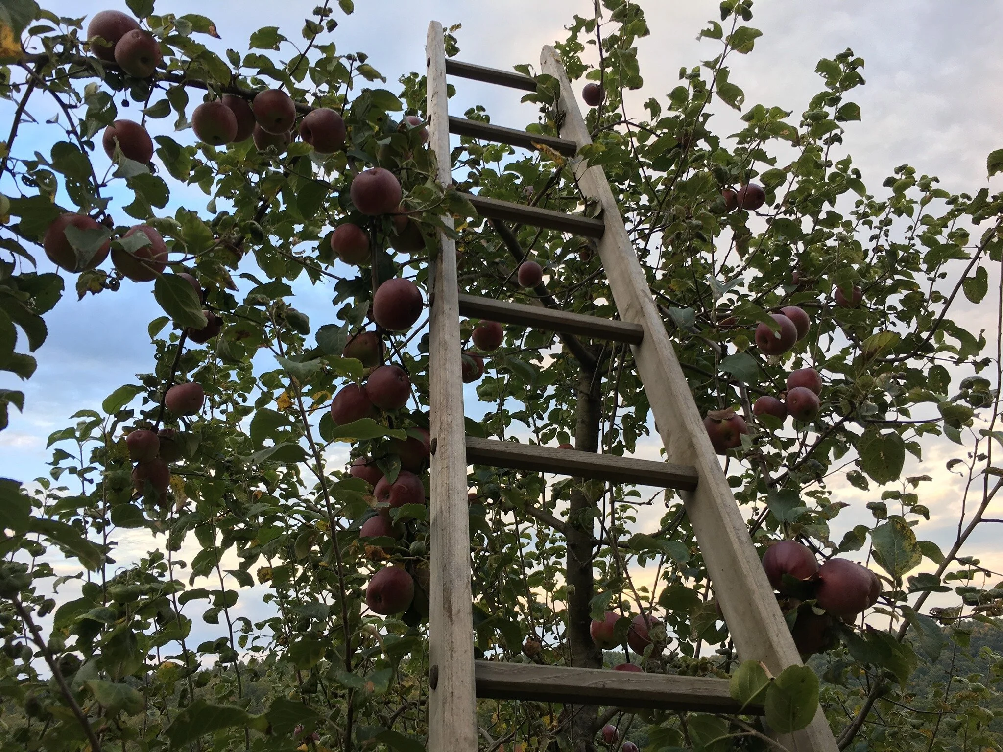CANCELED -- Workshop: Fruit Tree Pruning