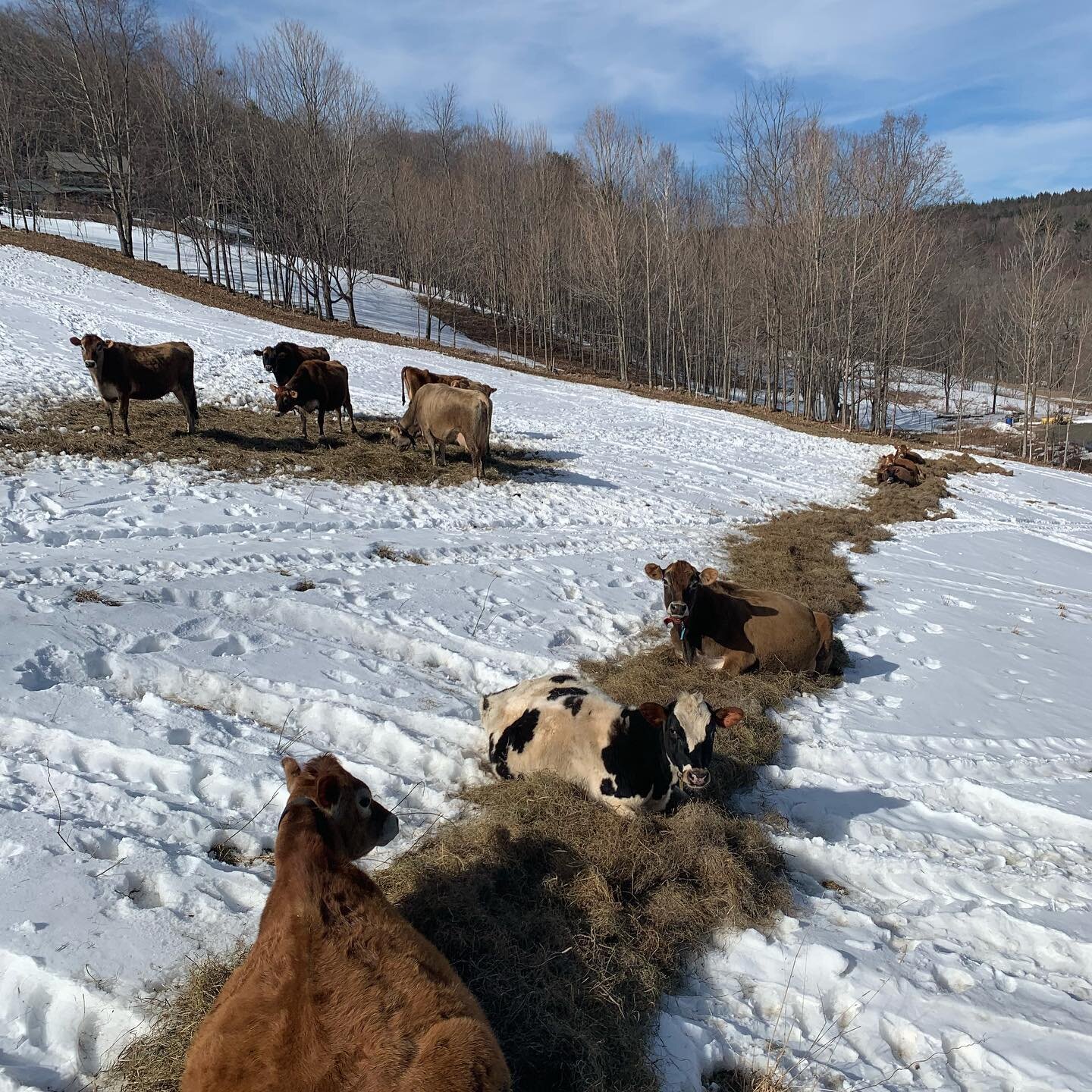 This Friday, 7PM at the farm! RSVP is a great idea (email the farm) and know that it is mudseason, so drive your sensible vehicles and shoes. It&rsquo;s been a long time since we&rsquo;ve had music in the community room, and we&rsquo;re excited to we