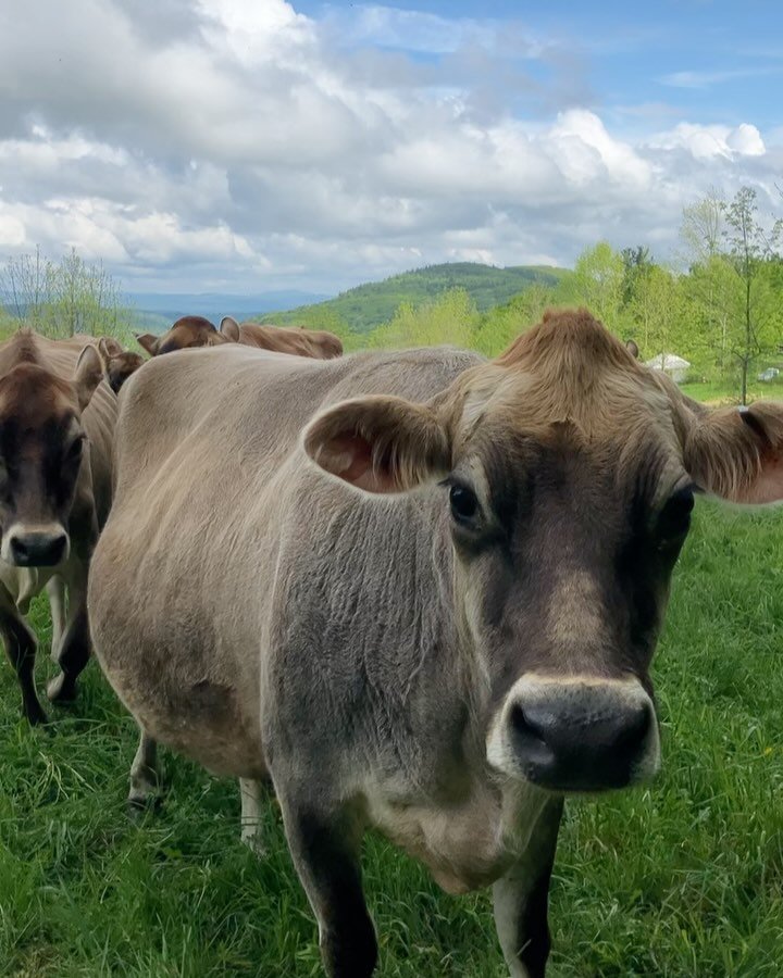 Nothing, not anything finer. First hoop house peas, blue skies, slightly less squelch in the boots. Steamy hot days are ahead- I can see them if I squint- but right now we&rsquo;re in the flower crown glory days of the year, where cows dance for joy.