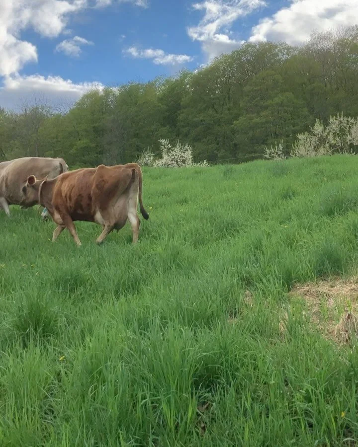 May 4ever 💚💛🐂💛💚