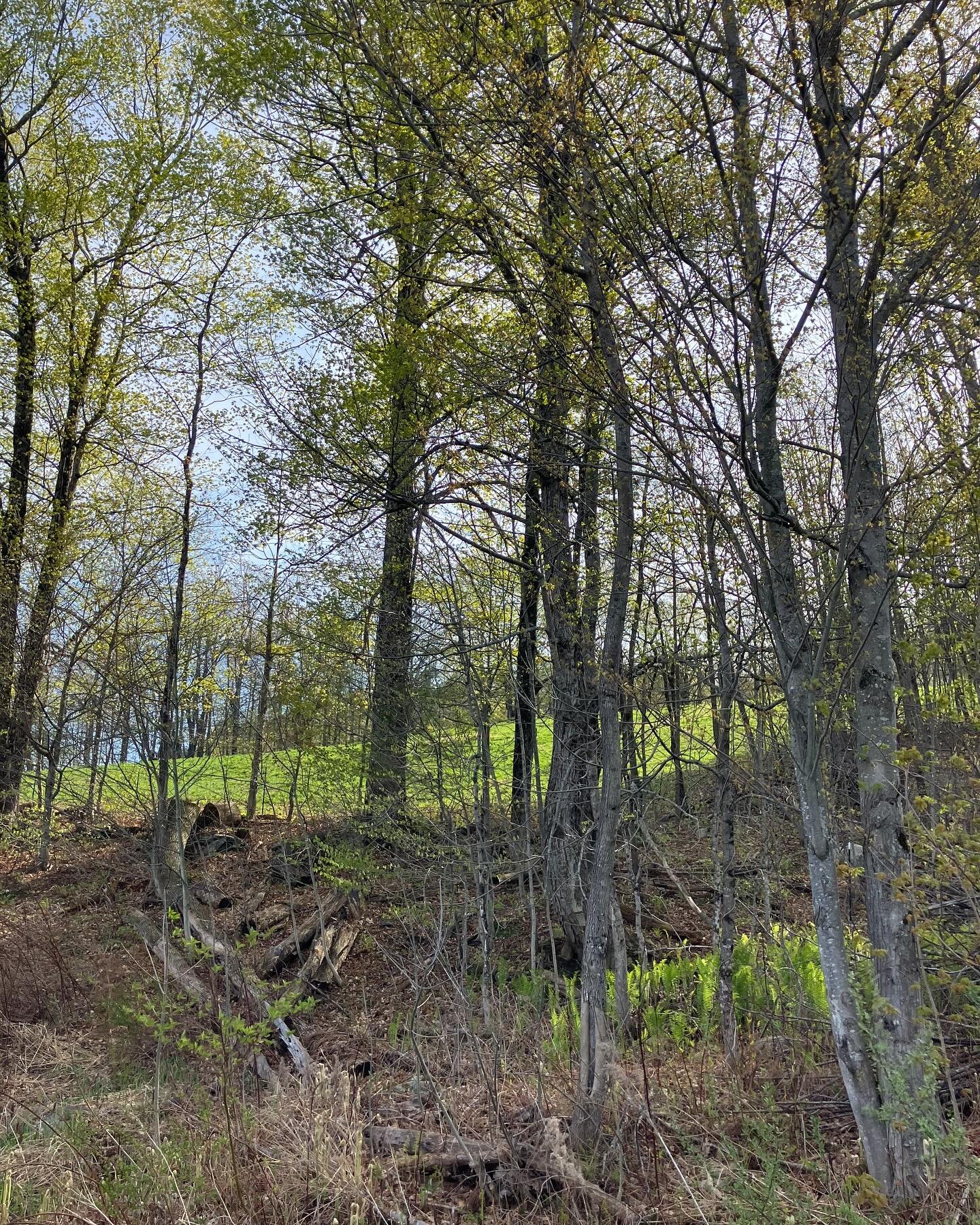 Happy May Day! The world has turned satin soft and bronze-chartreusey-green, finally finally finally. Floral bathwater warm air, swelling buds and cow bellies heavy with calves- it&rsquo;s the very best turn of the calendar, in my opinion.