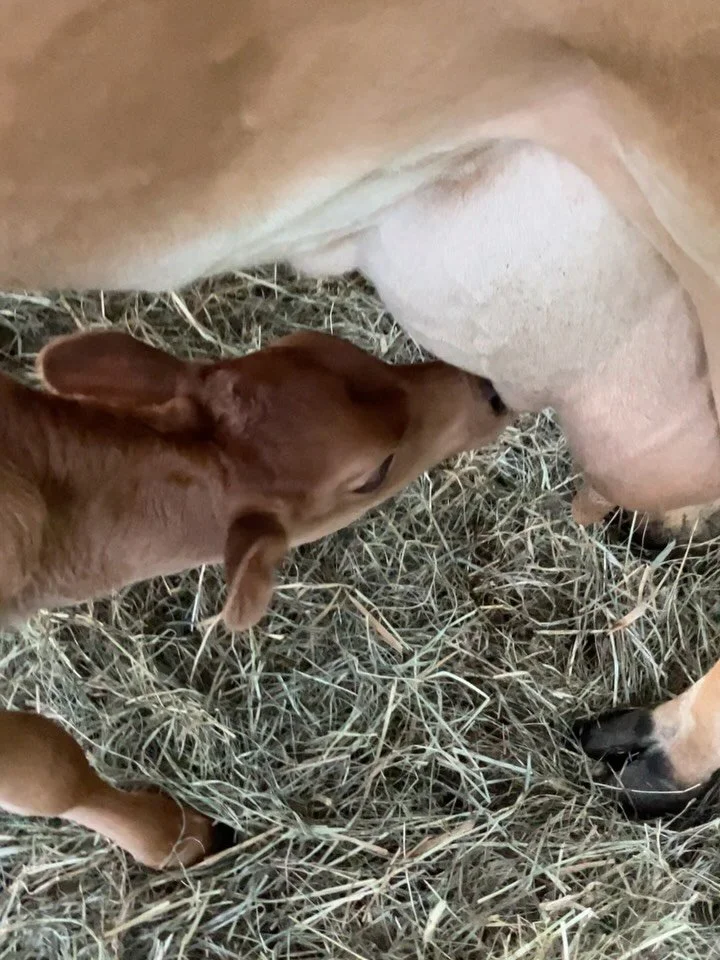 Drought summer, heartbreak summer, begin again summer. How do I sum you up? Finding a new, different, temporary rhythm, letting time slide and spurt by measured by little toddler milestones, new teeth and fresh words and a tiny universe of joys and s