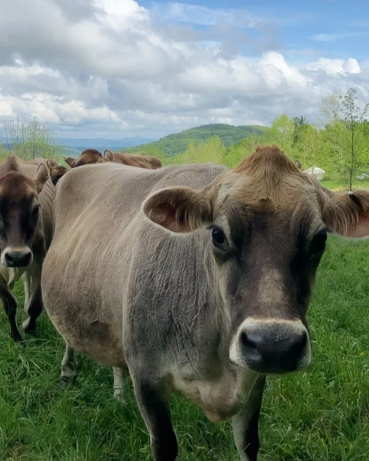 Nothing, not anything finer. First hoop house peas, blue skies, slightly less squelch in the boots. Steamy hot days are ahead- I can see them if I squint- but right now we&rsquo;re in the flower crown glory days of the year, where cows dance for joy.