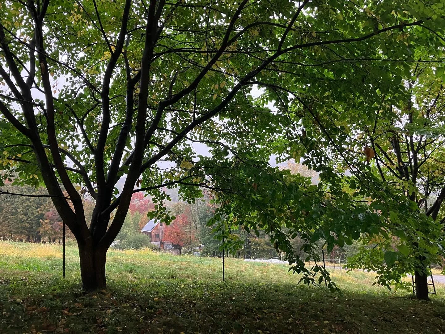 We&rsquo;re having a raffle! As many of you know, we participate in the NOFA-VT Farm Share program, which subsidizes 25-75% of a CSA share for qualified applicants based on income. Over a quarter of our meat CSA customers use this program. NOFA provi