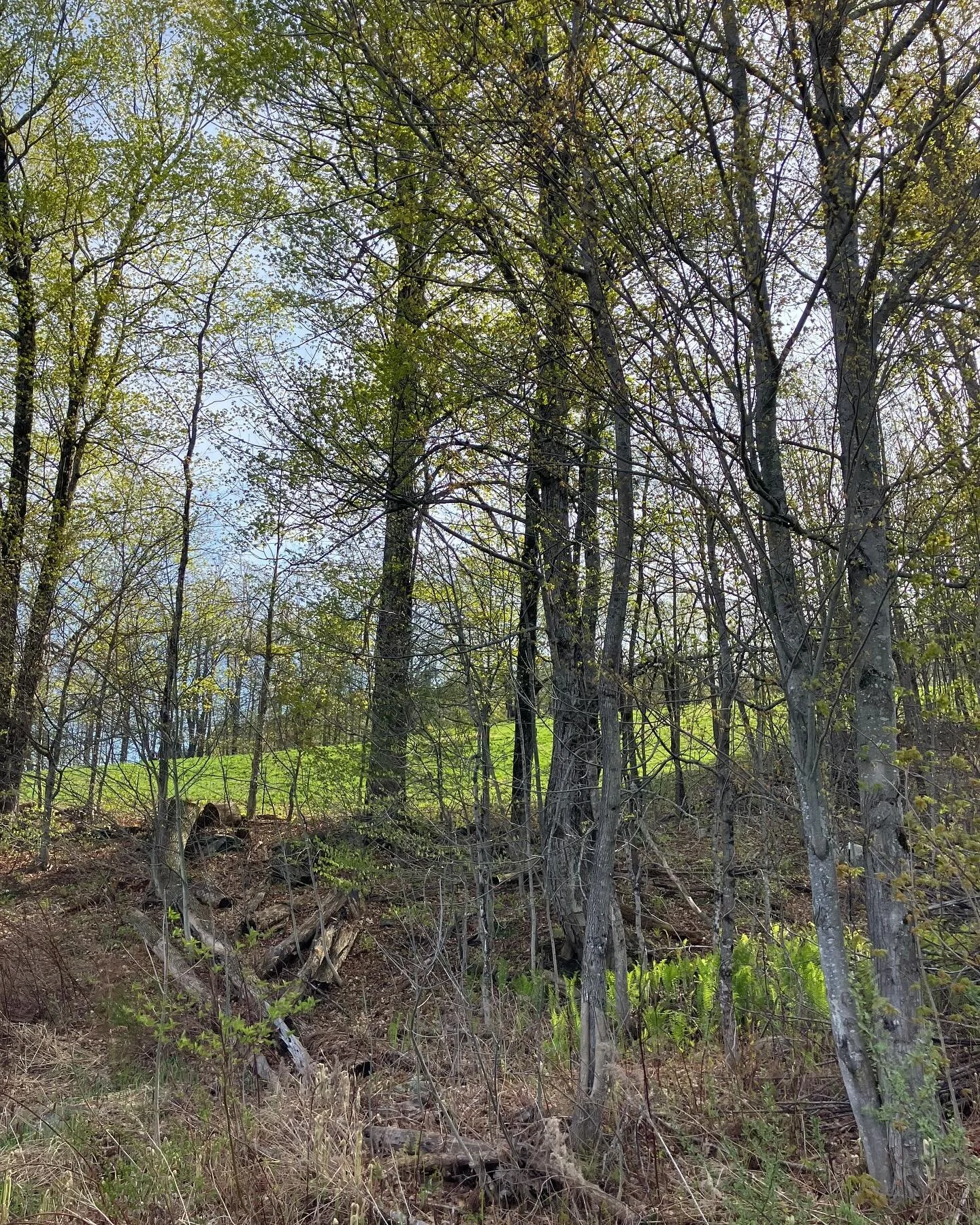 Happy May Day! The world has turned satin soft and bronze-chartreusey-green, finally finally finally. Floral bathwater warm air, swelling buds and cow bellies heavy with calves- it&rsquo;s the very best turn of the calendar, in my opinion.