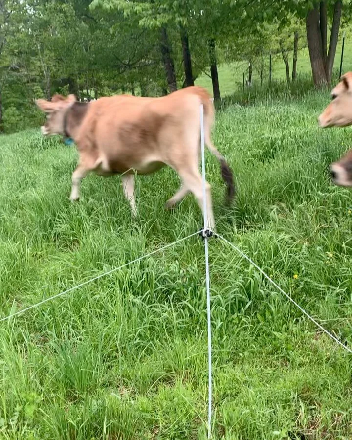 Speeding towards solstice- it&rsquo;s cold and rainy this week, but the orchard grass is thinking about heading out, and the shades of green have moved from tender to rooted. Lots of fruit has set- little pears and cherries and apples and plums and p