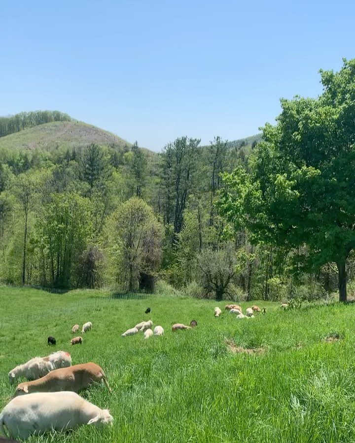 It&rsquo;s the season of May overwhelm, overwhelmed by beauty, by the pile of things yet to do but definitely need to do, overwhelm at piles of laundry caked in mud, overwhelmed by the joy the animals express at every paddock move, overwhelmed by a t