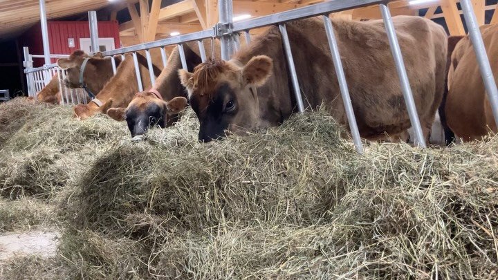 The cows are in the barn, the cows are back inside the main barn, the cows are home. There&rsquo;s so much to say about it all- the heartbreak, the dark days almost a year ago now, trying to extricate ourselves from the broken shell, the circle of lo