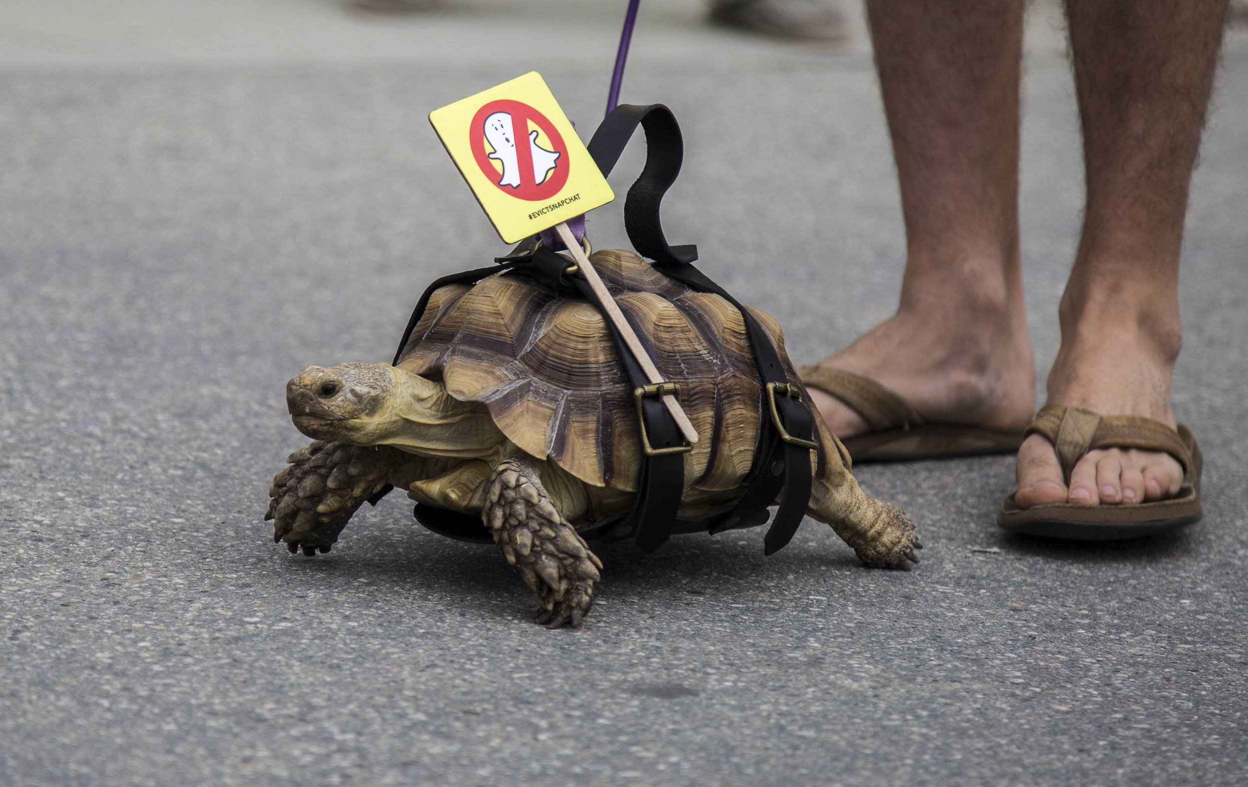  Local Venice mascot  “Sheldon” the turtle slowly walks around Snapchats  newly opened storefront, Spectacles with a sign attached to him which reads “Evict Snapchat” at 701 Ocean Front Walk, Venice, Calif., on March 11, 2017. Since arriving in 2013,