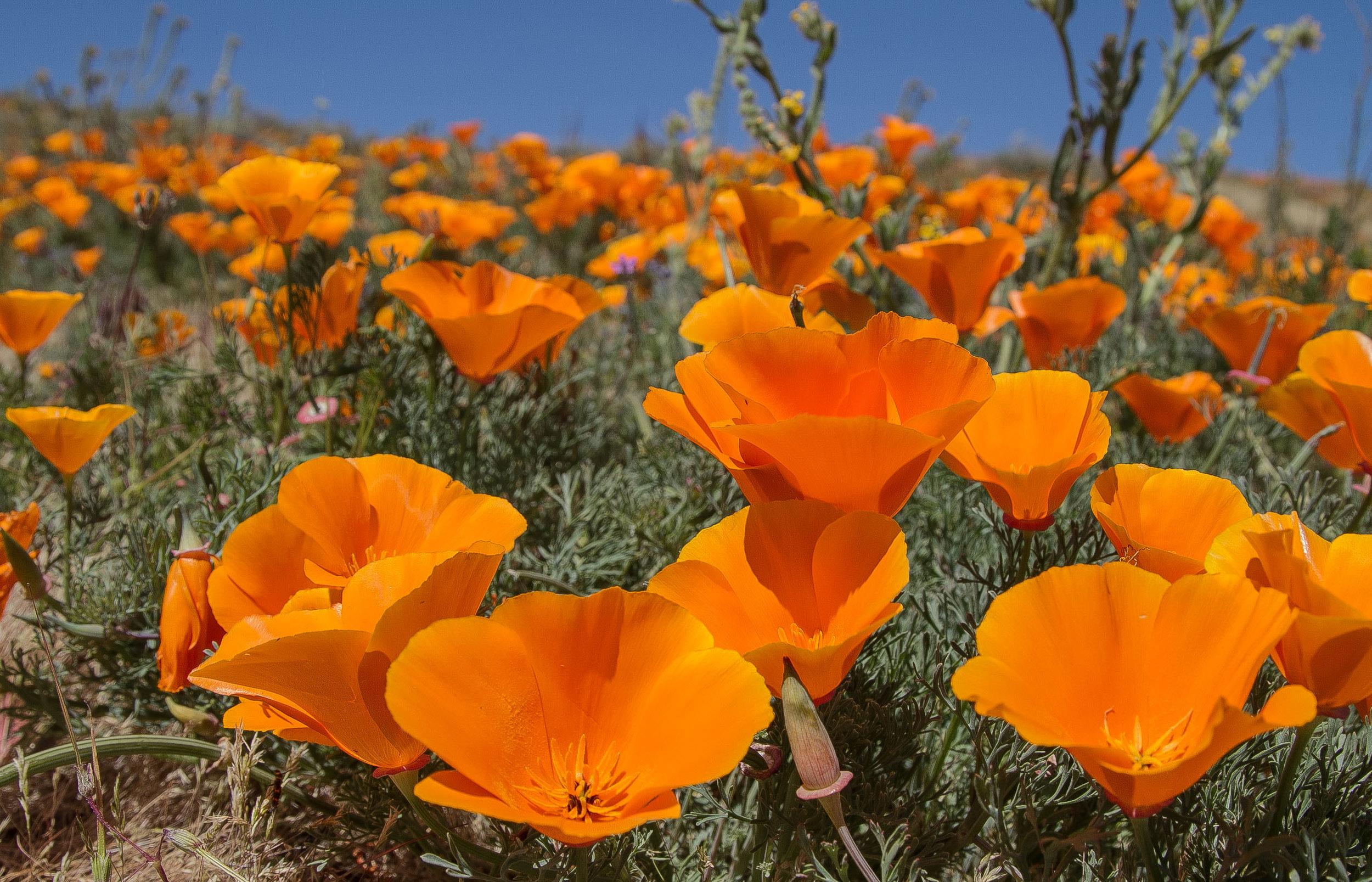  The recent rain has brought back the seasonal Poppy bloom at the Antelope Valley Poppy Reserve in Antelope Valley California on April 8, 2017. 