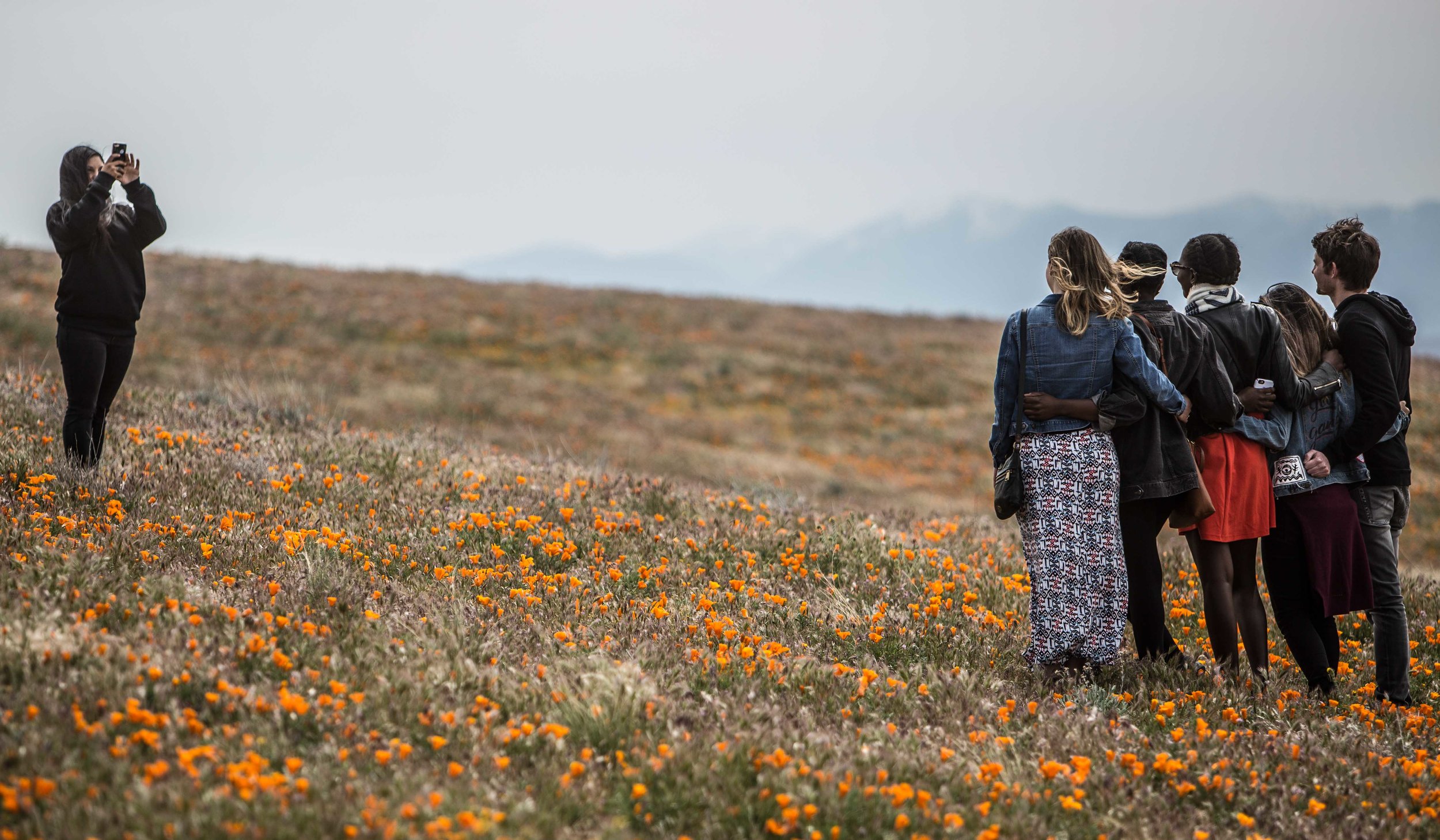  The Poppy bloom in Southern California brought thousands of vistors to the Antelope Valley Poppy Reserve in Antelope Valley California on April 8, 2017. Daniel Bowyer 