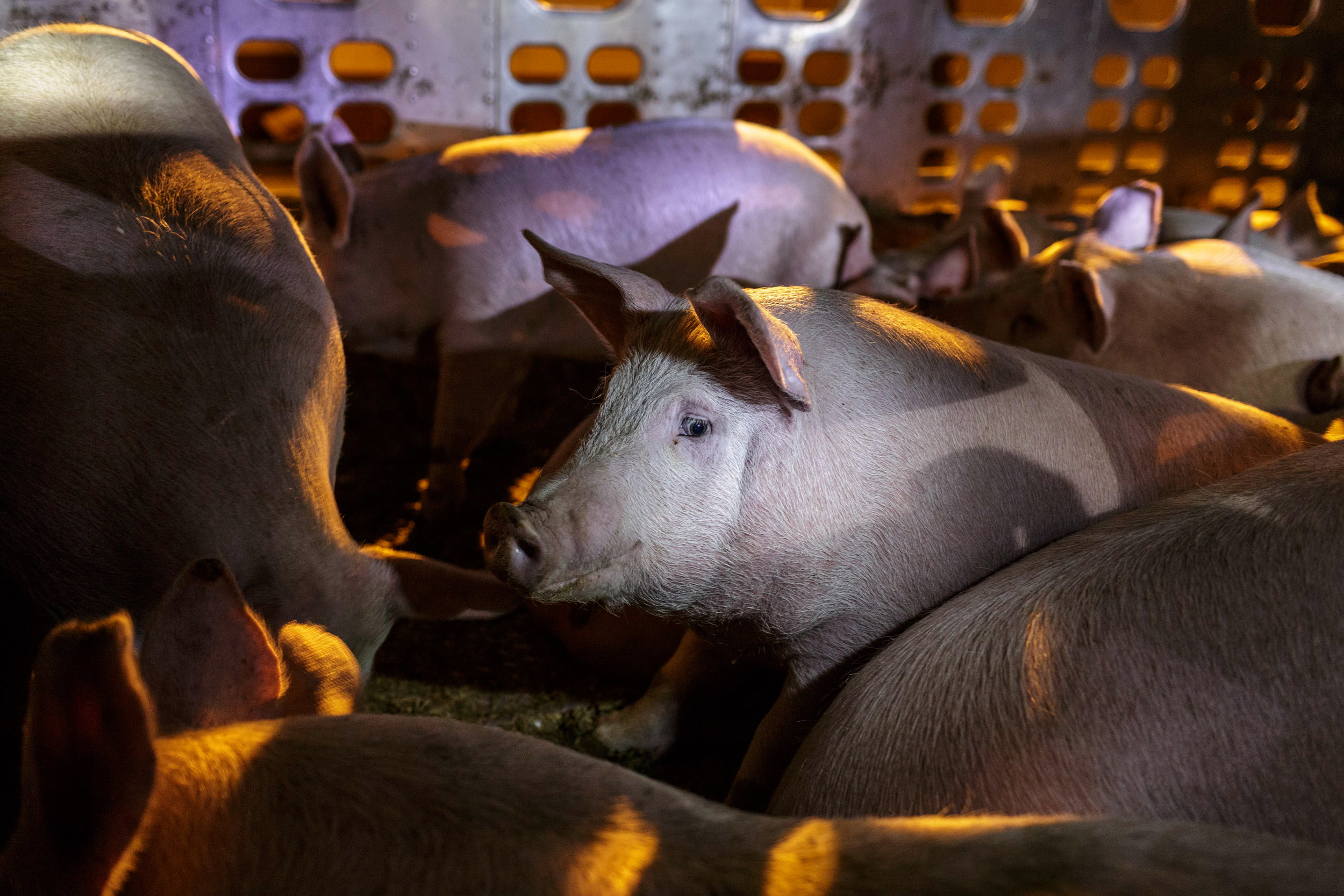  Pigs sit quietly on the two storey metal truck taking them in through the gates of Farmer John, a meatpacking facility in the city of Vernon, Los Angeles, CA. Activists claim that the pigs receive no food or water during their journey, which may tak