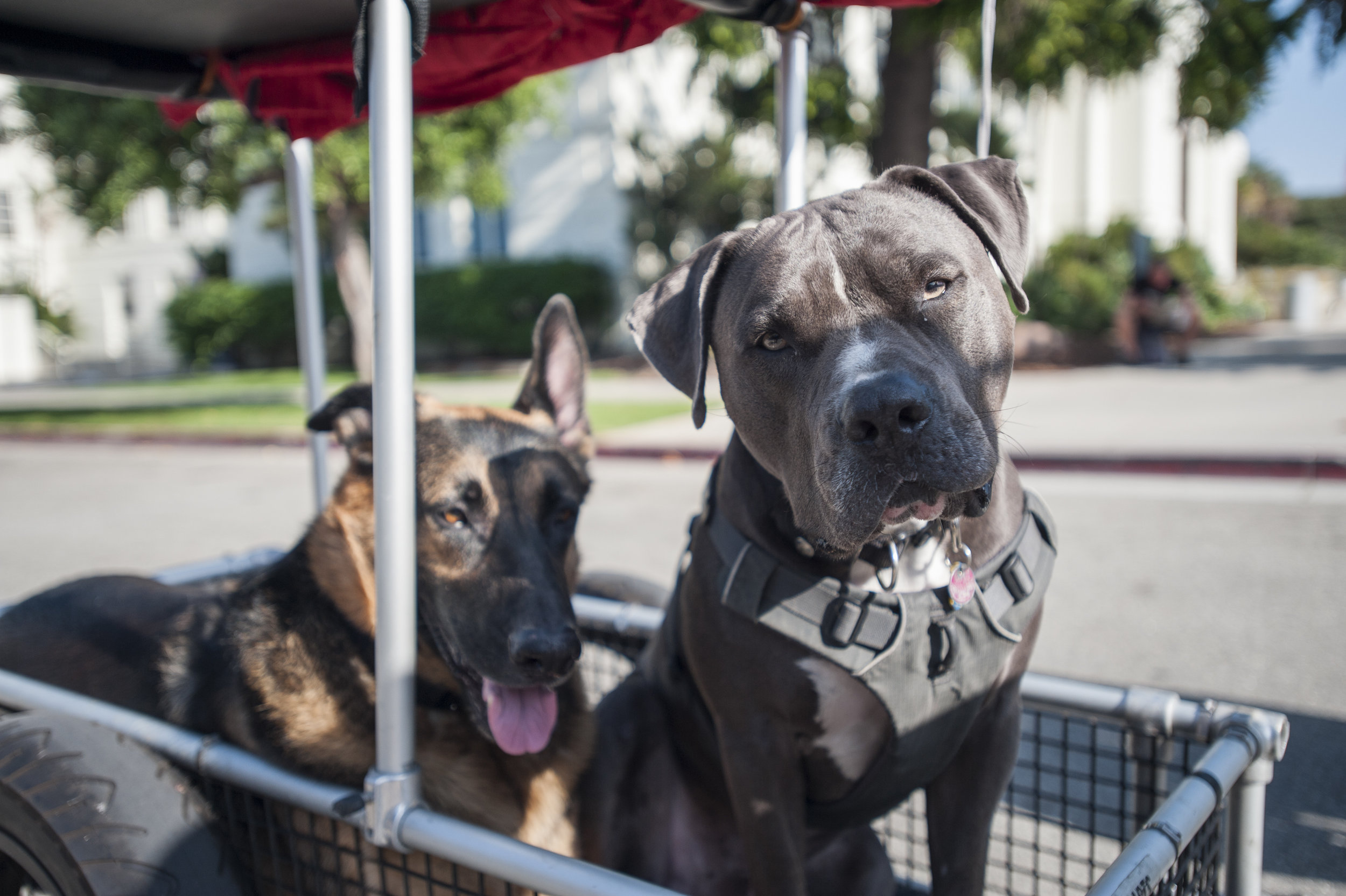  COAST provided many dogs and dog owners a safe environment to roam around at in streets that would normally be congested with motor vehicles. The second ever COAST was held in Santa Monica, Calif. on October 1, 2017. (Photo by: Justin Han/Corsair St