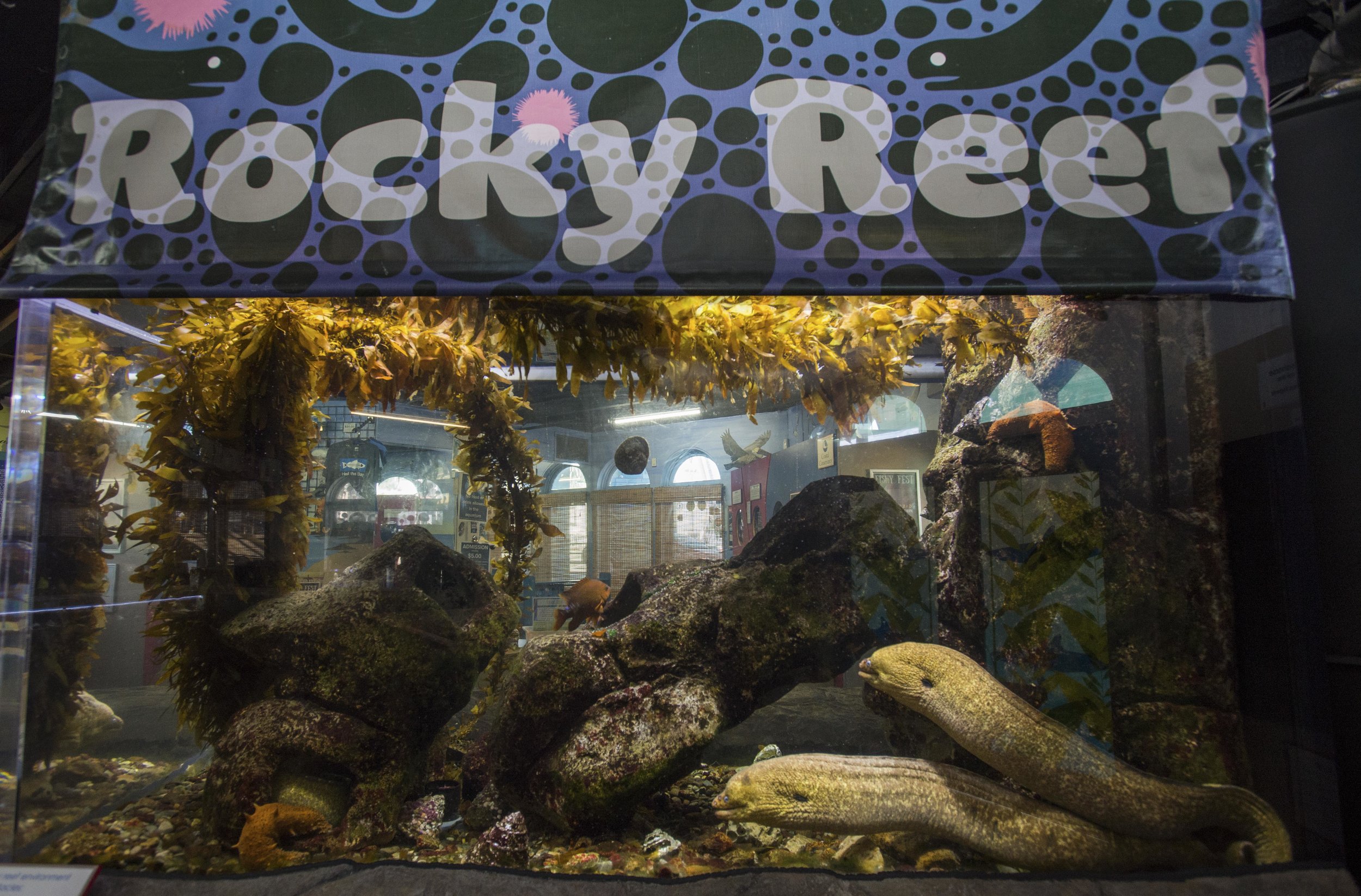  Heal the Bays Santa Monica Pier Aquarium has over 100 local species on exhibit, hands-on activities for children and daily educational programs. The Aquarium is preparing for the upcoming Fishy Fest event on October 28-29. (Josue Martinez) 