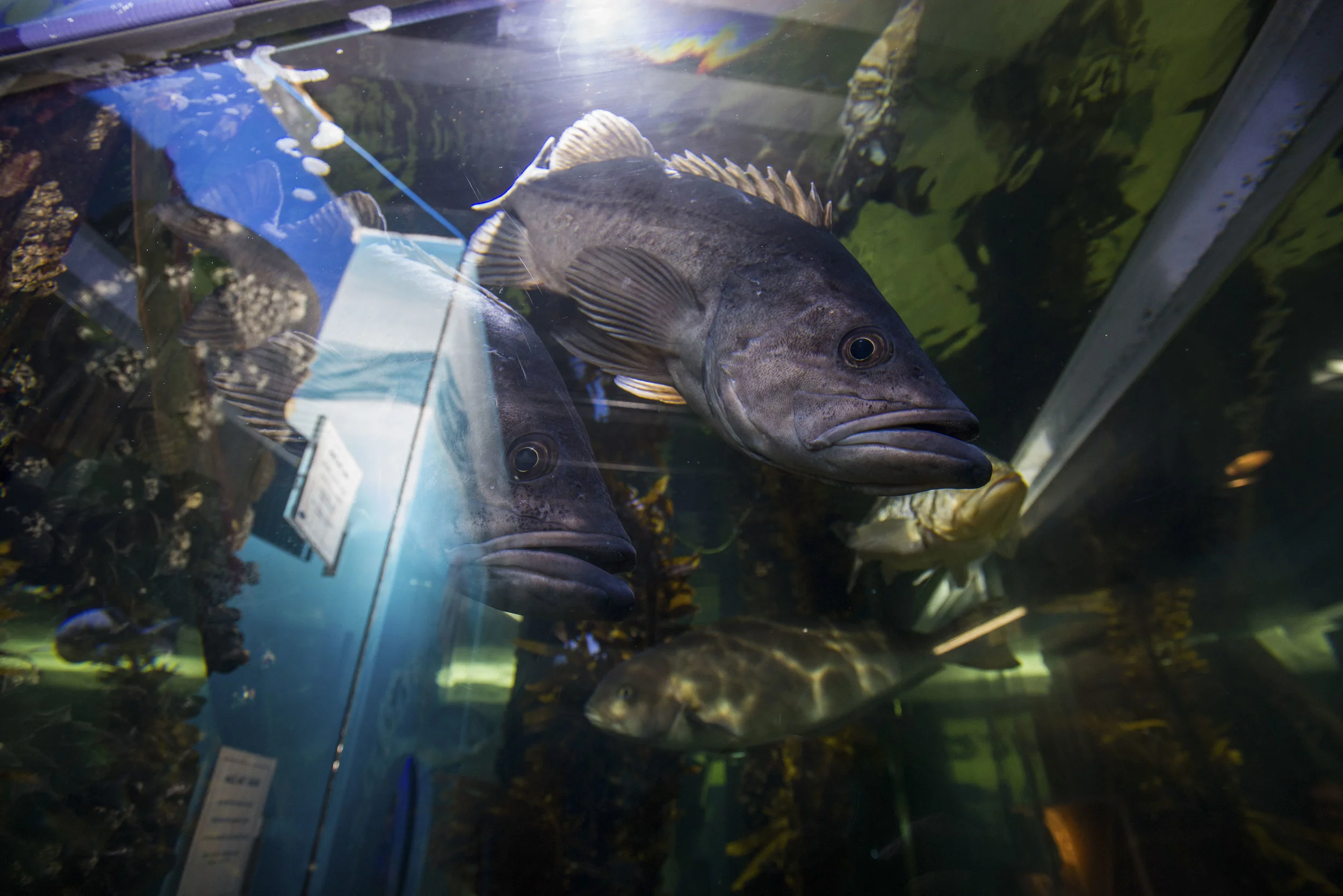  Heal the Bays Santa Monica Pier Aquarium has over 100 local species on exhibit, hands-on activities for children and daily educational programs. The Aquarium is preparing for the upcoming Fishy Fest event on October 28-29. (Josue Martinez) 