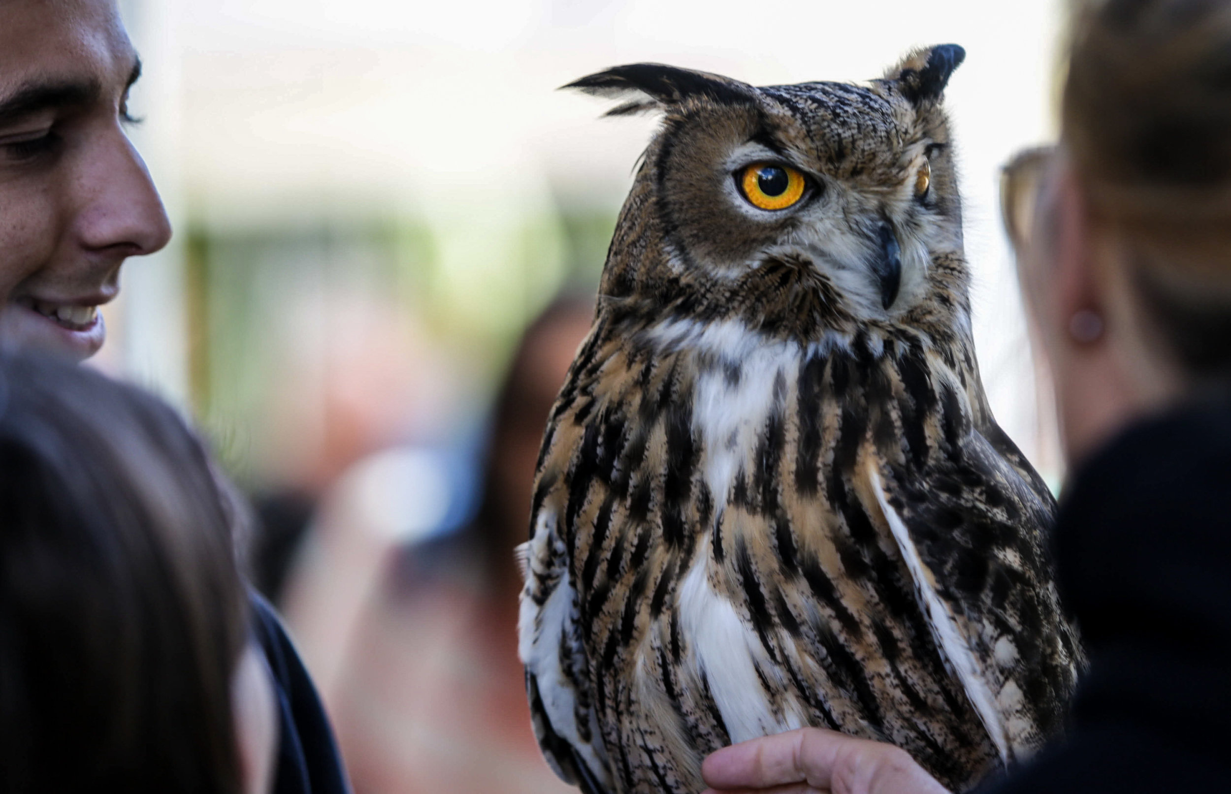  An American Horned Owl welcomes guests to the Los Angeles Nature Fest on Saturday, March 17, 2018. The event was hosted by the National History Muesum at the Univeristy of Southern California, Los Angeles, California. (Corsair Photo/ William Wendelm