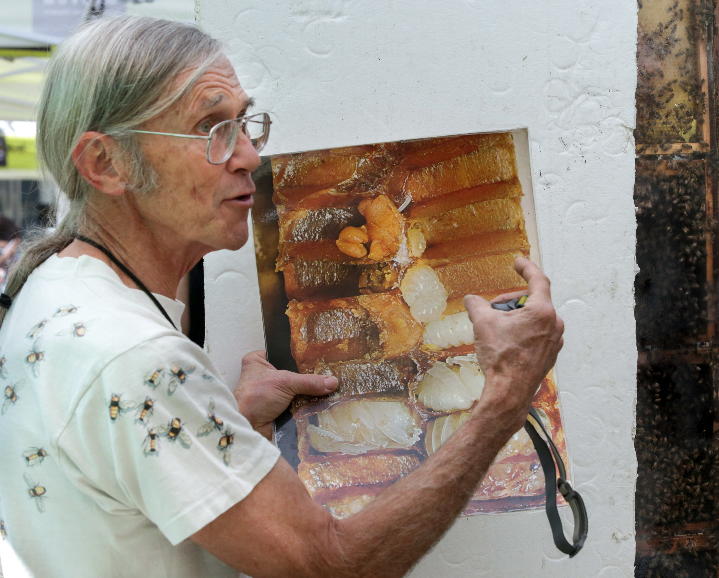  Bruce Steele of Chaparral Mountain Honey Company (A family owned business) explains the larva process of the honey bee. Behind Steele is a hive of over two thousand bees, including a queen bee with a white dot painted on her back in order to make he