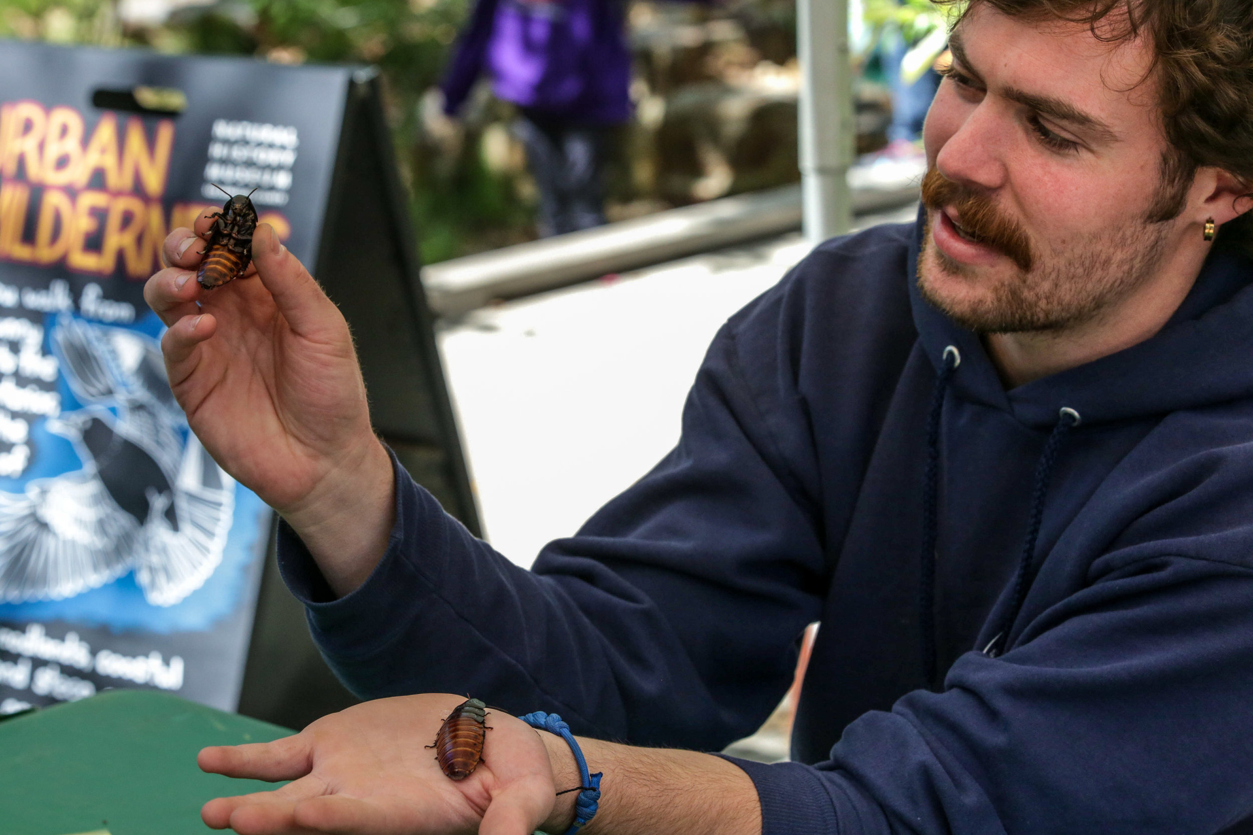  Urban Wildness shows Madagascar Hissing Coachroaches to the children attending the Los Angeles Nature Fest. Those and other creapy crawlers were on display at the Natural History Museum on the University of Southern California campus, Los Angeles, C
