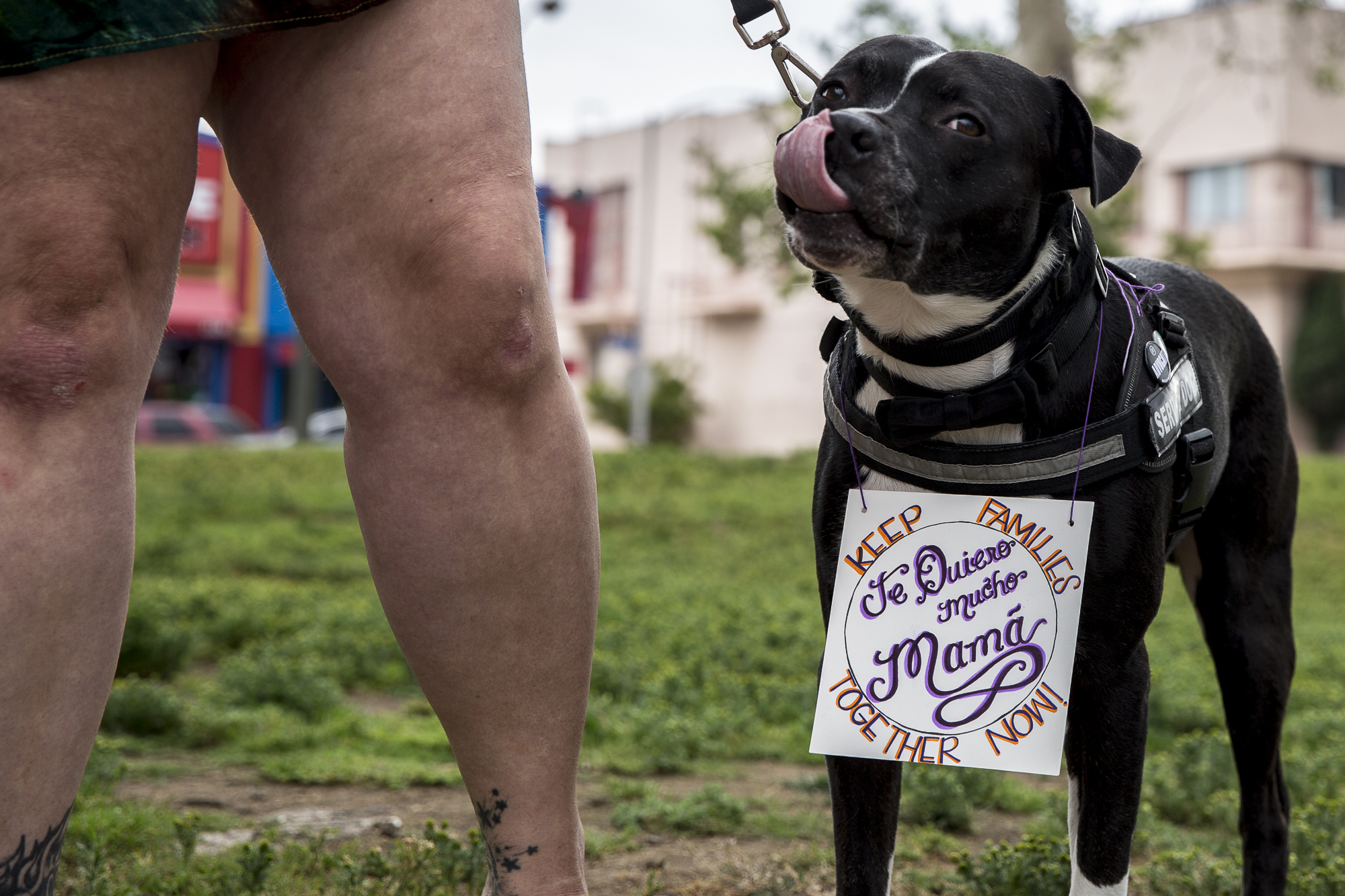  Sally the dog has a sign around his neck that reads, “Keep families together now!” during the undocumented immigrant mother’s rally that took place at MacArther Park in downtown Los Angeles California, on Saturday, May 12 2018. The rally, organized 