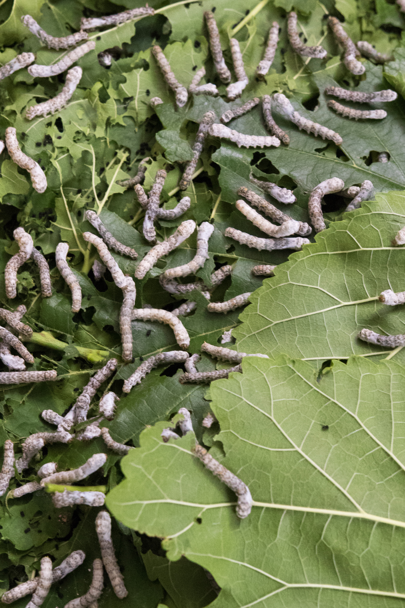  Silk worms feed on mulberry leaves at the Los Angeles Natural History Museums 32nd annual Bug Fair on May 19, 2018. (Zane Meyer-Thornton/Corsair Photo 