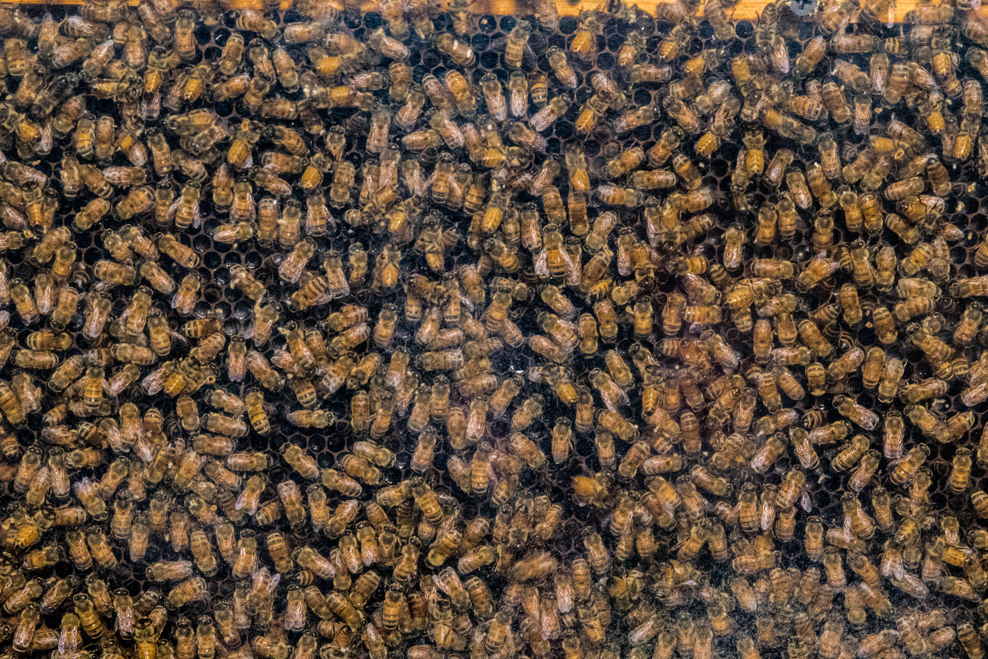  A colony of bees on display at the Los Angeles Natural History Museums 32nd annual Bug Fair on May 19, 2018. (Zane Meyer-Thornton/Corsair Photo) 