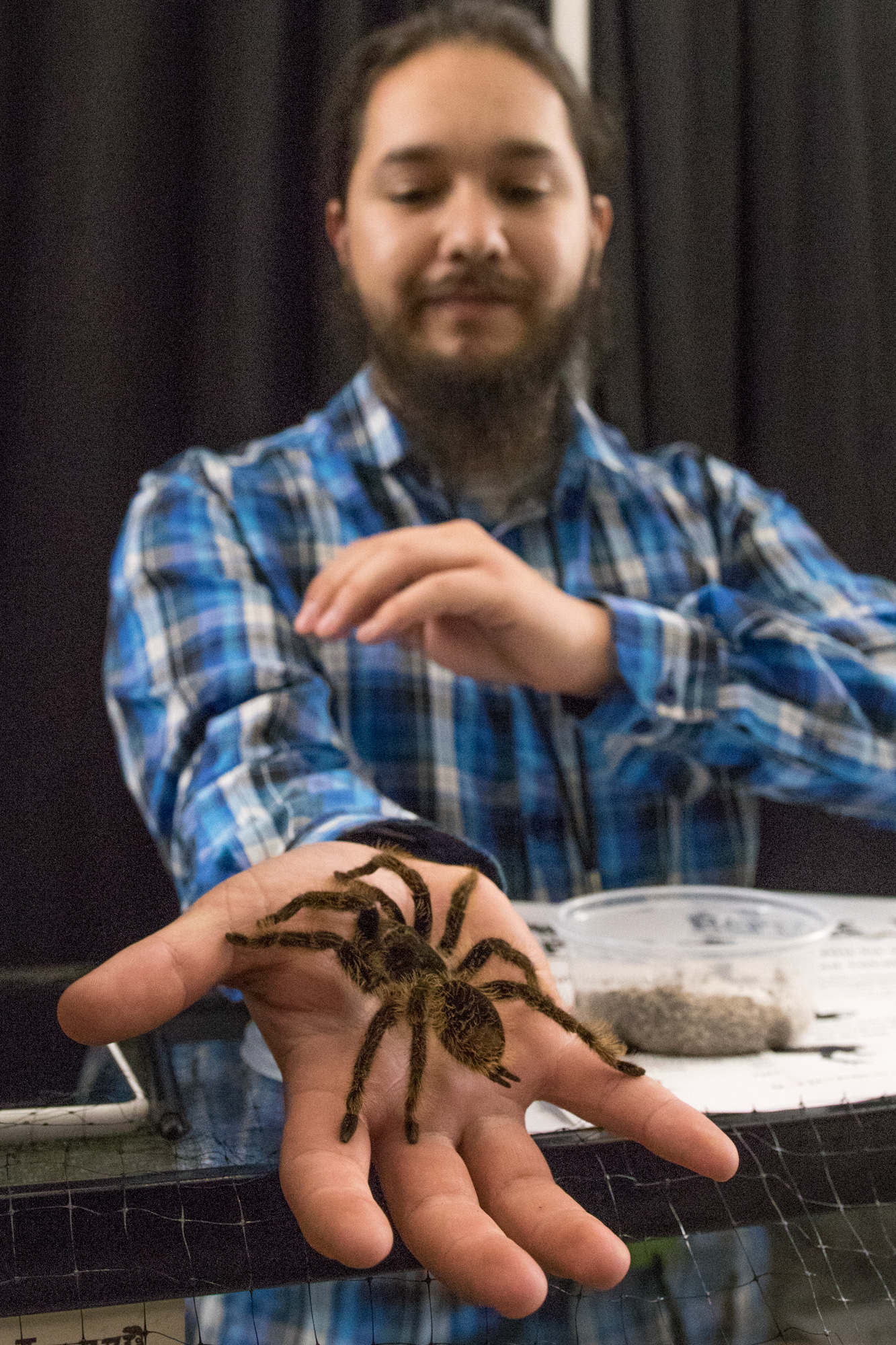  David Baca holds one of his many tarantualas at the Los Angeles Natural History Museums 32nd annual Bug Fair. Baca says the Bug Fairs are a great help to business and helps keep the community of people who enjoy these animals growing. The Bug Fair t